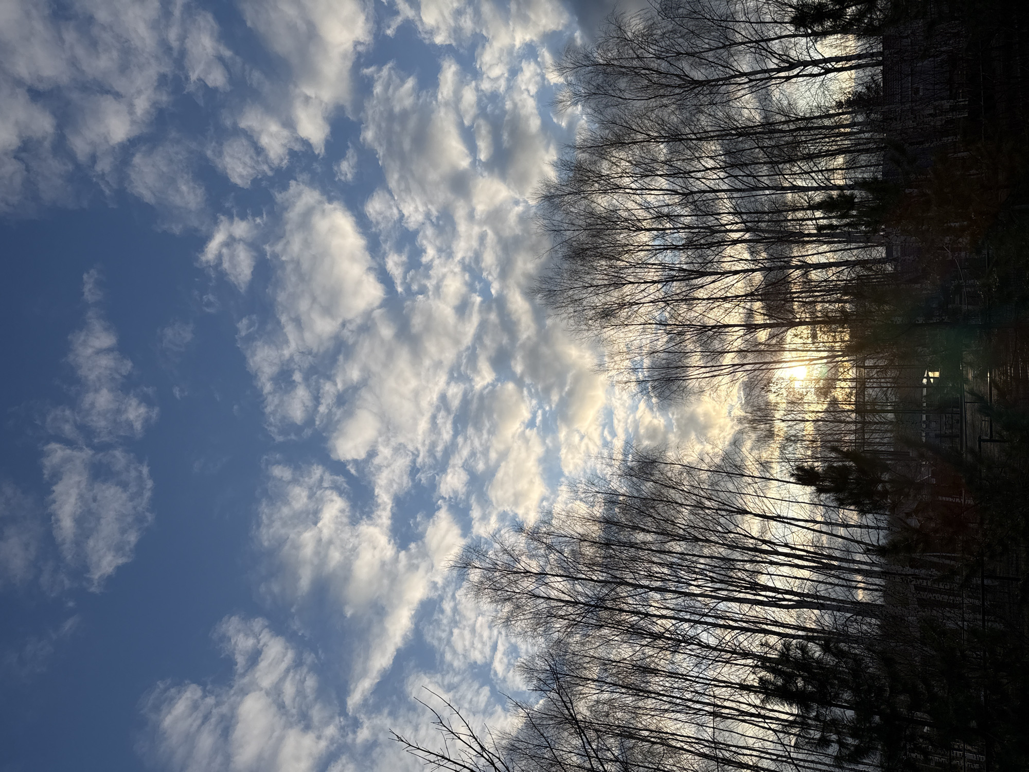The image shows a partly cloudy blue sky. Bare tree branches occupy the middle and right sides of the image. Sunlight is visible through the trees on the right, creating a silhouette effect. It is day time. The location is unidentified in the city of Unknown, Unknown. No people are visible.