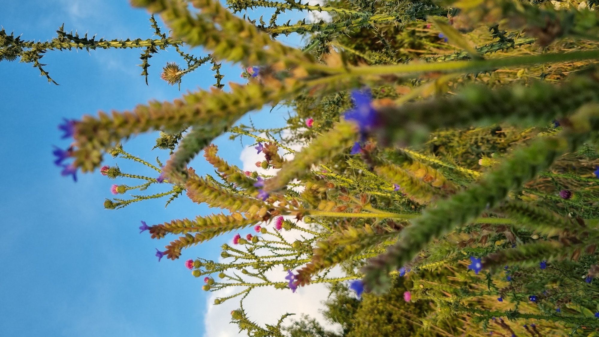 The media file is a close-up, low-angle photograph of prickly plants with small purple and pink flowers against a bright blue sky with scattered white clouds. The plants are viewed from below, looking up, giving the impression of being among the foliage. The focus is on the textured, spiky stems and the delicate blossoms. Some of the flower buds are pink, while the open flowers are a vibrant blue. The overall impression is of a wild, natural setting during daylight. The lighting suggests it is daytime, likely late afternoon given the warm tones on some of the plant parts and the quality of the sky. The scene appears to be outdoors in a field or meadow, with hints of green foliage and trees in the background, though these are out of focus. There is no text visible in the image. The setting is Smila, Ukraine.