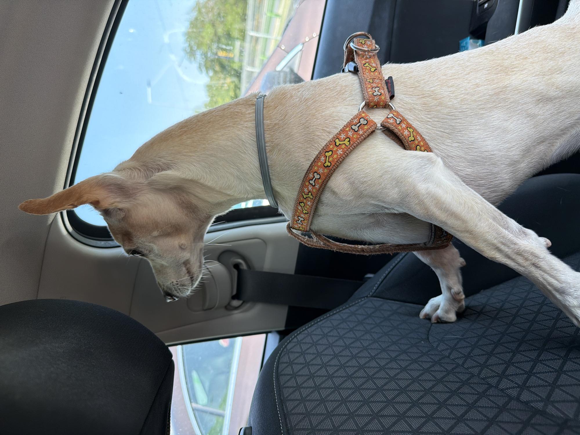 A light-colored dog with large ears and a patterned harness is looking out the window of a car. The dog is sitting on the black fabric seat of the car. The window shows a clear blue sky and trees. The car appears to be in motion, as indicated by the slight blur of the scenery outside. The dog's head is turned to the left, and its body is facing towards the right side of the frame. A black seatbelt is visible behind the dog. The dog's paws are resting on the seat. The scene is consistent with being inside a vehicle traveling on a road.