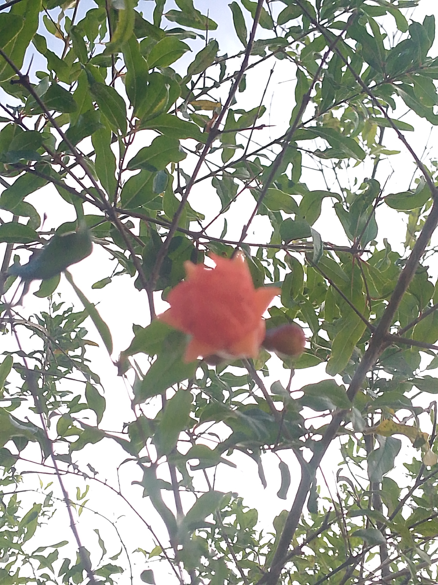 The image displays a low-angle, upward-looking perspective of a pomegranate plant (Punica granatum) situated in Juan Griego, Venezuela. The scene is dominated by green foliage and branches silhouetted against a bright, overcast white sky. A prominent, out-of-focus, reddish-orange pomegranate flower or developing fruit, characterized by its distinctive crown of sepals, occupies the central-lower portion of the frame. To its immediate right and slightly below, a smaller, spherical, reddish-brown immature fruit is partially visible. Numerous green, ovate leaves are distributed across the thin, dark brown branches, with some leaves showing slight yellowing or irregular edges. No human subjects, animals, or man-made structures are present in the frame. The lighting suggests an outdoor, natural environment under bright, diffused daylight.