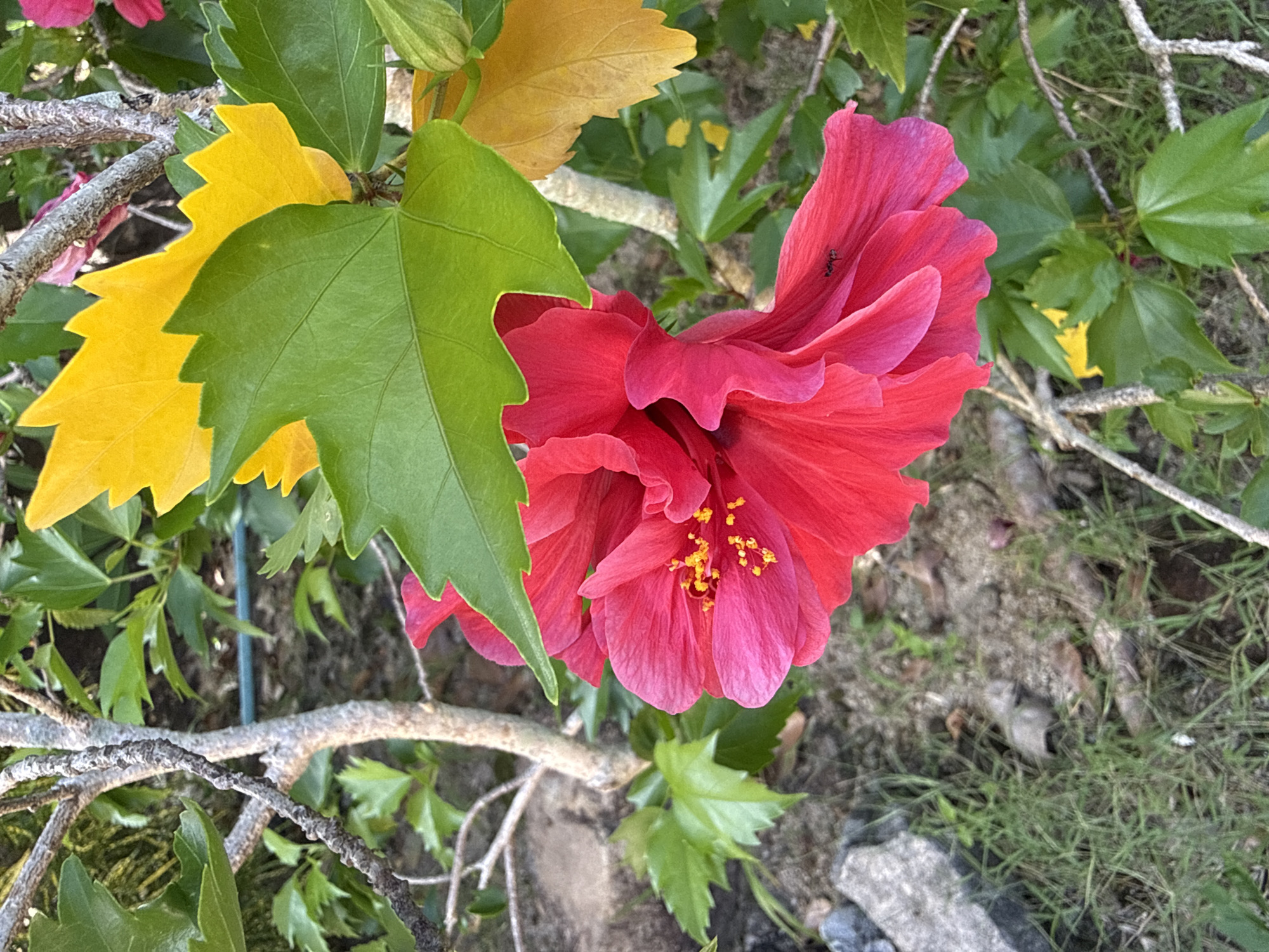 A close-up, slightly overhead shot shows a vibrant pink hibiscus flower in the foreground, its ruffled petals cascading downwards. A small black ant is visible on one of the lower petals. Behind the hibiscus, several large, serrated green leaves overlap with two bright yellow leaves. The background features the rough, textured bark of a tree branch, some green foliage, and a patch of sandy ground with scattered small rocks and dry leaves. To the far left, a rough, gray rock is partially visible amongst blades of green grass. The scene appears to be outdoors, likely in a garden or natural setting in Koh Phangan, Thailand, given the tropical flora.