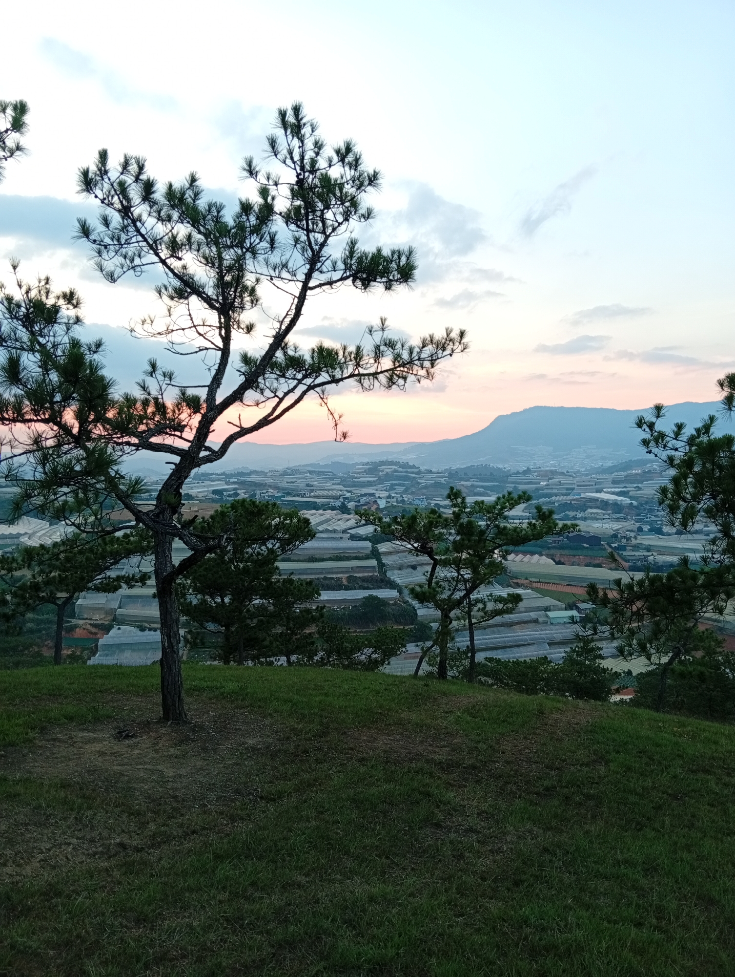 An elevated outdoor scene in Lạc Dương, Vietnam, displays a hillside of short green grass sloping downward. Several pine trees are on the slope, one prominently in the center-left. The background contains a vista of greenhouses spread across a valley floor. Hazy pink and blue hues are in the sky over a distant mountain range.