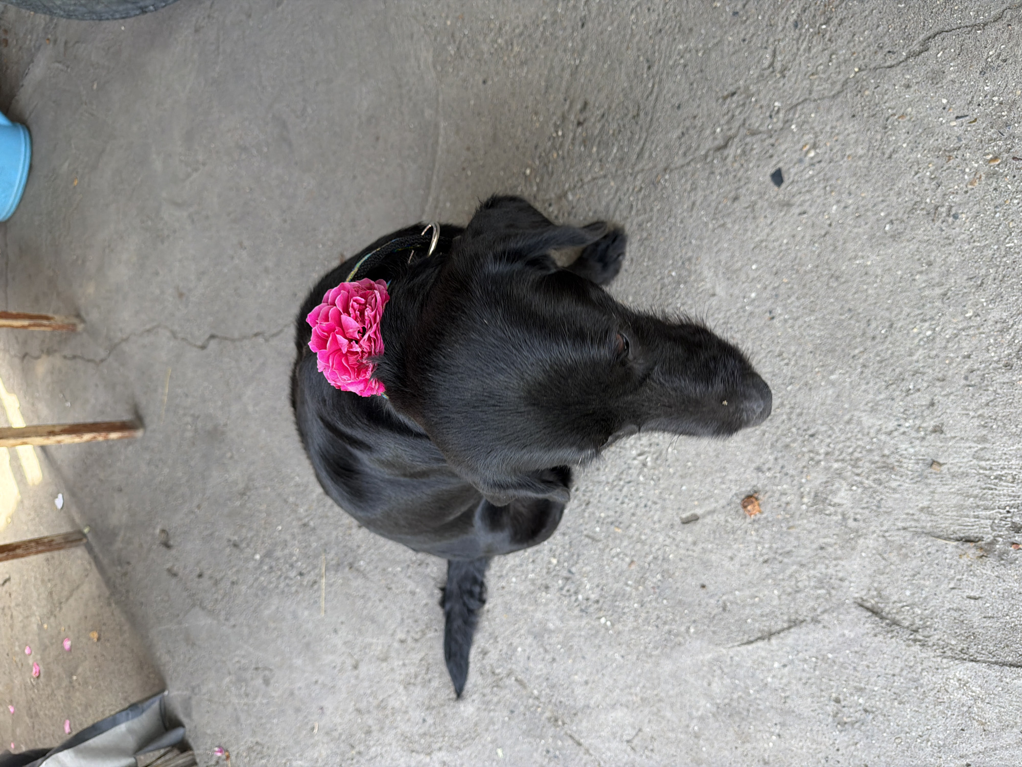 A black dog with a pink flower on its head sits on a concrete surface. The dog is looking down and to the right. The background is blurred, but appears to be an outdoor setting with some debris on the ground. A portion of a blue watering can and a tire are visible in the upper right quadrant. In the upper left quadrant, there are wooden table legs and some scattered pink flower petals. The overall scene suggests a casual, outdoor environment. There is no visible indication of the specific location within the city of Semey, Kazakhstan.