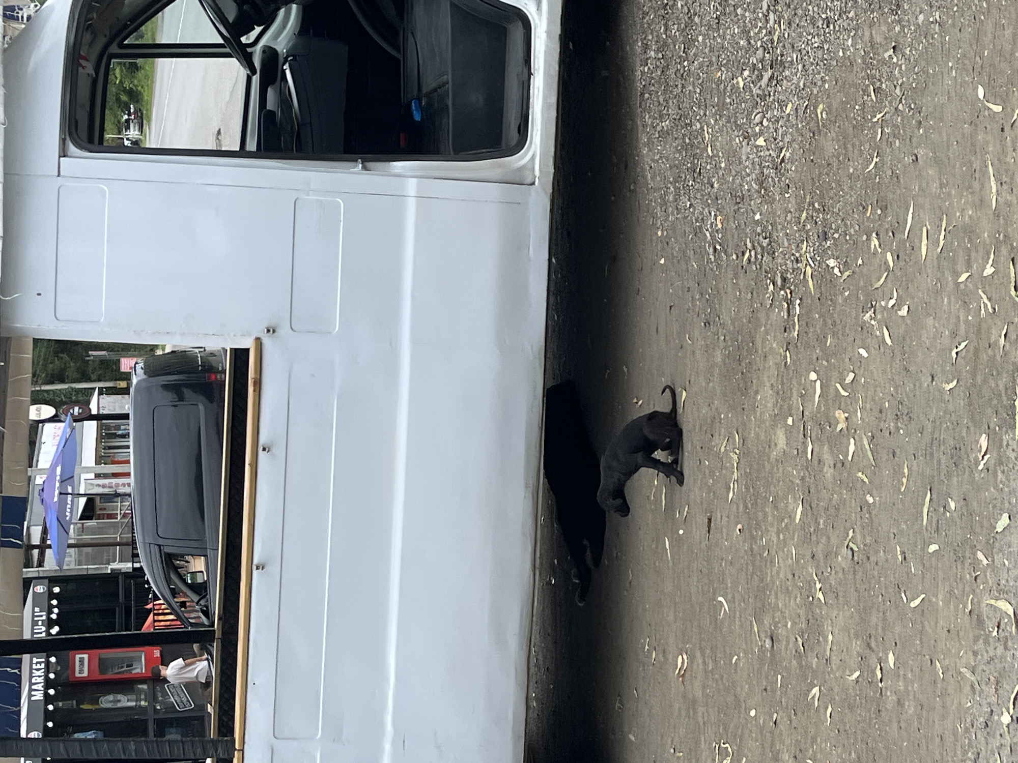 This is a photograph taken in Ureki, Georgia, showing a street scene with a white van and two dogs. The van is the primary subject, positioned in the foreground and occupying a significant portion of the frame. Its side is painted white, and the driver's side door is open, revealing the interior of the cab. To the left of the van, a black van is parked.
Underneath the white van, two black dogs are visible. One dog is lying down, appearing to be asleep, while the other, a puppy, is sitting and looking towards the left. The ground is a mixture of dirt and gravel, with scattered dry leaves.
In the background, buildings with awnings are visible, suggesting a commercial area. One building has a sign that reads "MARKET LU-LI". A blue umbrella is also present in the background. The overall impression is a casual street scene in a town, possibly a marketplace or an area with shops.