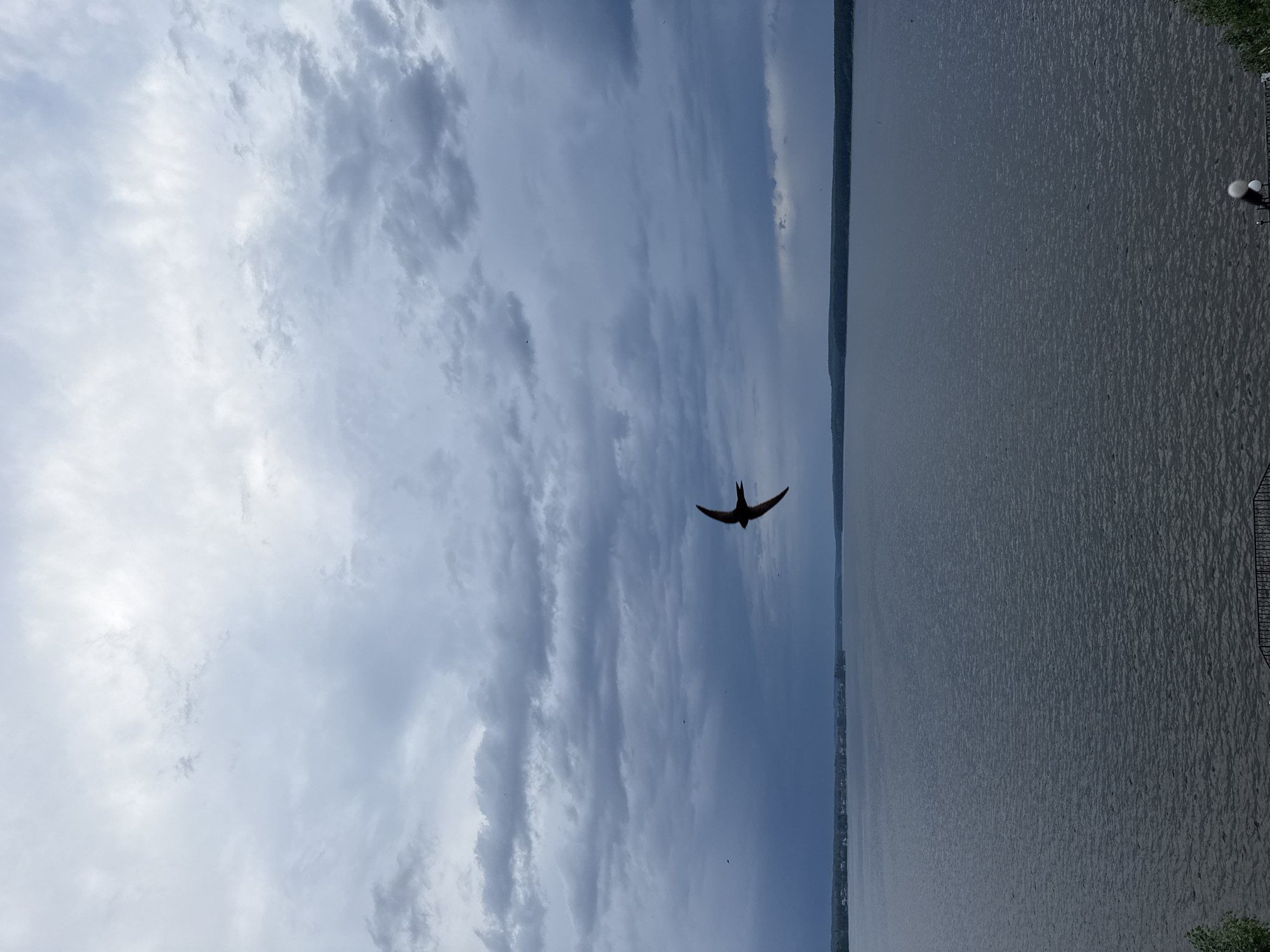 The image captures a view of the Votkinsk Reservoir in Votkinsk, Russia, under a cloudy sky. A silhouetted bird flies against the backdrop of the sky and water. The reservoir's edge is visible on the right side of the image, with a section of the shoreline featuring a fence.