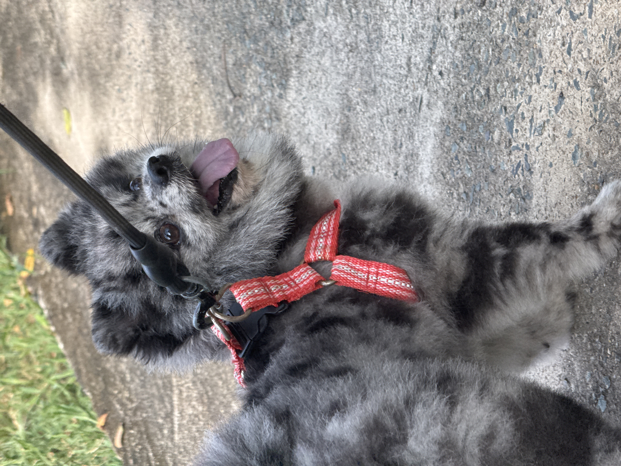 A medium shot captures a small, grey and black Pomeranian dog looking up and to its right with its tongue hanging out. The dog is wearing a red and white patterned harness. A black leash is attached to the harness and extends upwards out of the frame. The dog is standing on a paved surface, possibly a sidewalk or path, with a grassy area visible in the background to the left. The scene appears to be outdoors.
