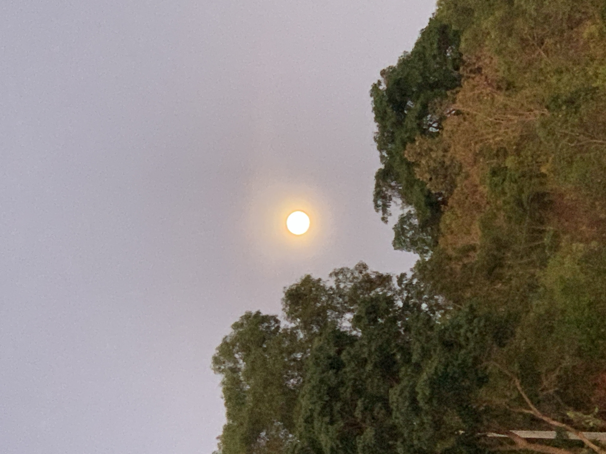 The image displays an outdoor scene at what appears to be dusk or night, featuring a prominent, bright circular light source in a diffuse, light gray sky. This light, likely the moon, exhibits a soft halo around it, suggesting a hazy or overcast atmosphere. The top right and bottom right portions of the frame are filled with dense tree foliage, predominantly dark green with some lighter green and yellowish-brown leaves. The trees are positioned to frame the central light source, which is located in the upper-middle section of the image. The sky lacks distinct cloud formations, presenting a uniform, muted backdrop. No specific activity or individuals are present; the scene is static and tranquil. No text is visible. The location is บ้านบางรักษ์, Thailand, aligning with the tropical appearance of the trees.