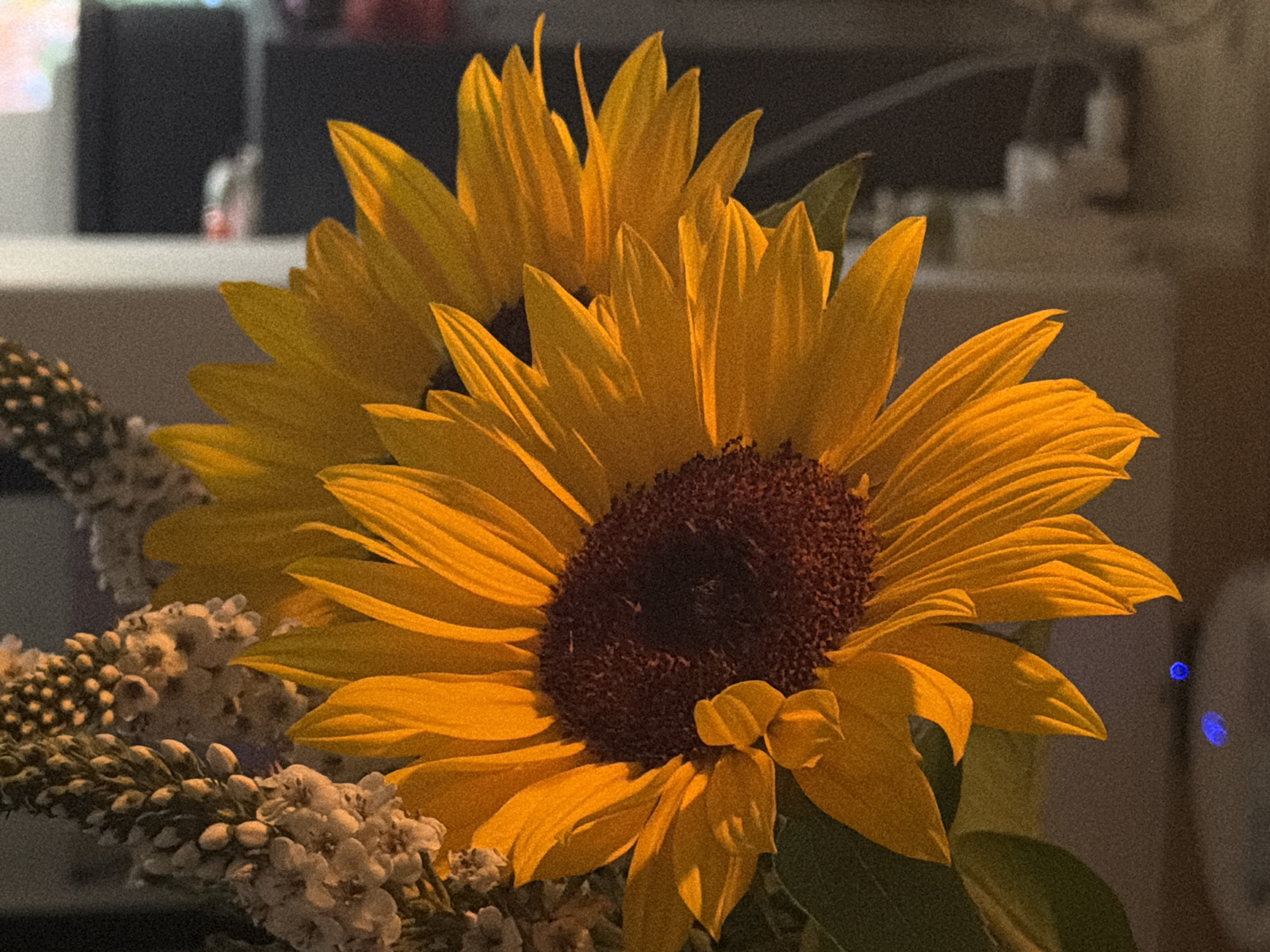 The image features a close-up of two sunflowers in a bouquet. The main sunflower has bright yellow petals surrounding a dark brown center. A second sunflower is partially visible behind the first, with similar yellow petals. To the left, there is a sprig of smaller white flowers, possibly baby's breath. The background is blurred, but suggests an indoor setting with dark tones. The location in Cape Town, South Africa is not evident in this image.