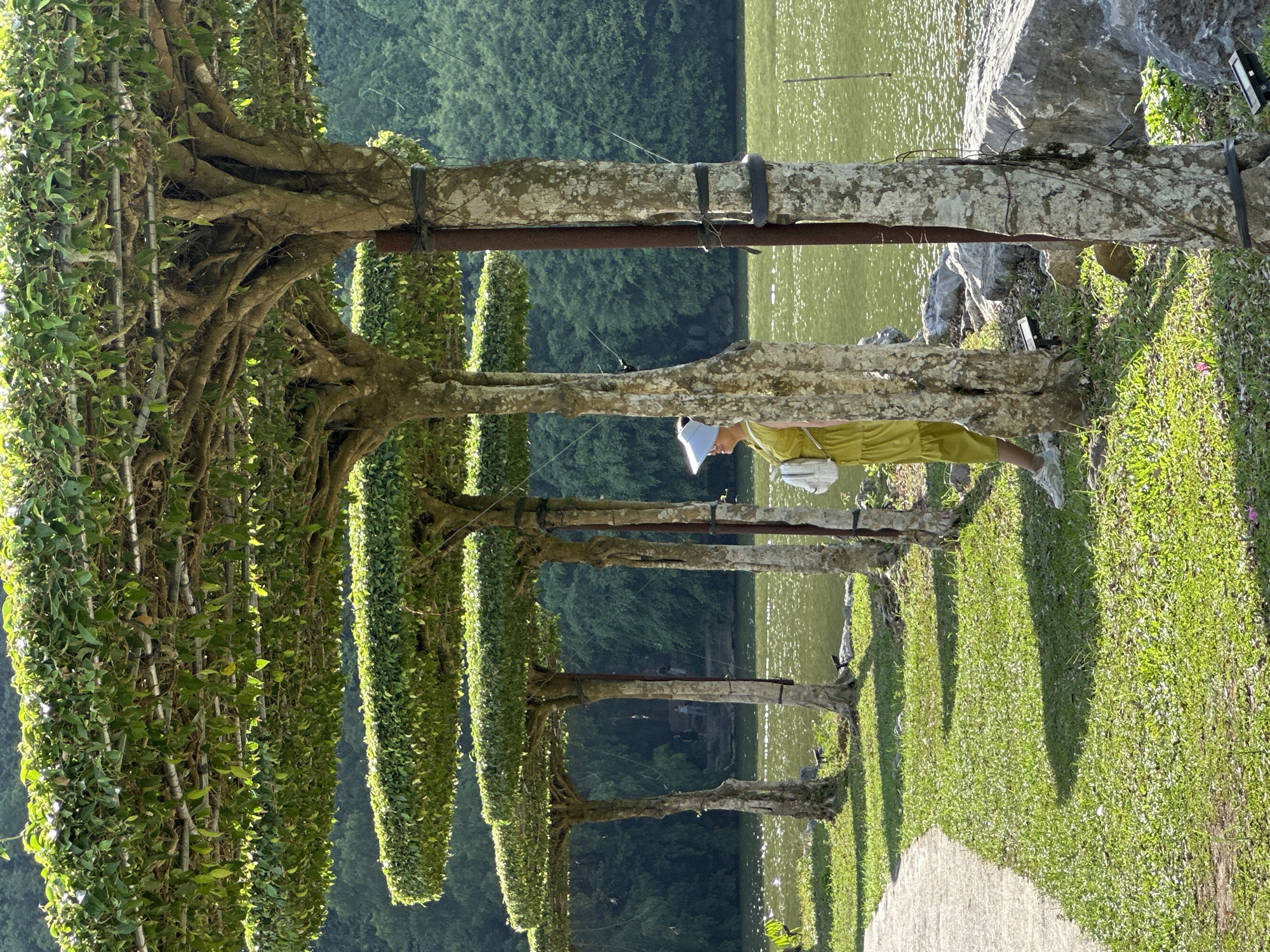 In Nam Hoa Lư Ward, Vietnam, a woman stands under a row of meticulously pruned trees that form a canopy overhead. The trees have thick, textured trunks, some of which are supported by vertical posts wrapped with dark ties. The woman, wearing a yellow dress and a white visor, holds a white bag and is looking to her left. She is standing near the edge of a body of water, where sunlight glints off the surface. The ground is covered in lush green grass, and a paved pathway curves along the left side of the scene. In the background, a dense forest slopes down towards the water, indicating a natural setting within the city. The overall atmosphere is peaceful and serene, with the structured greenery of the trees contrasting with the natural beauty of the water and the distant hills.