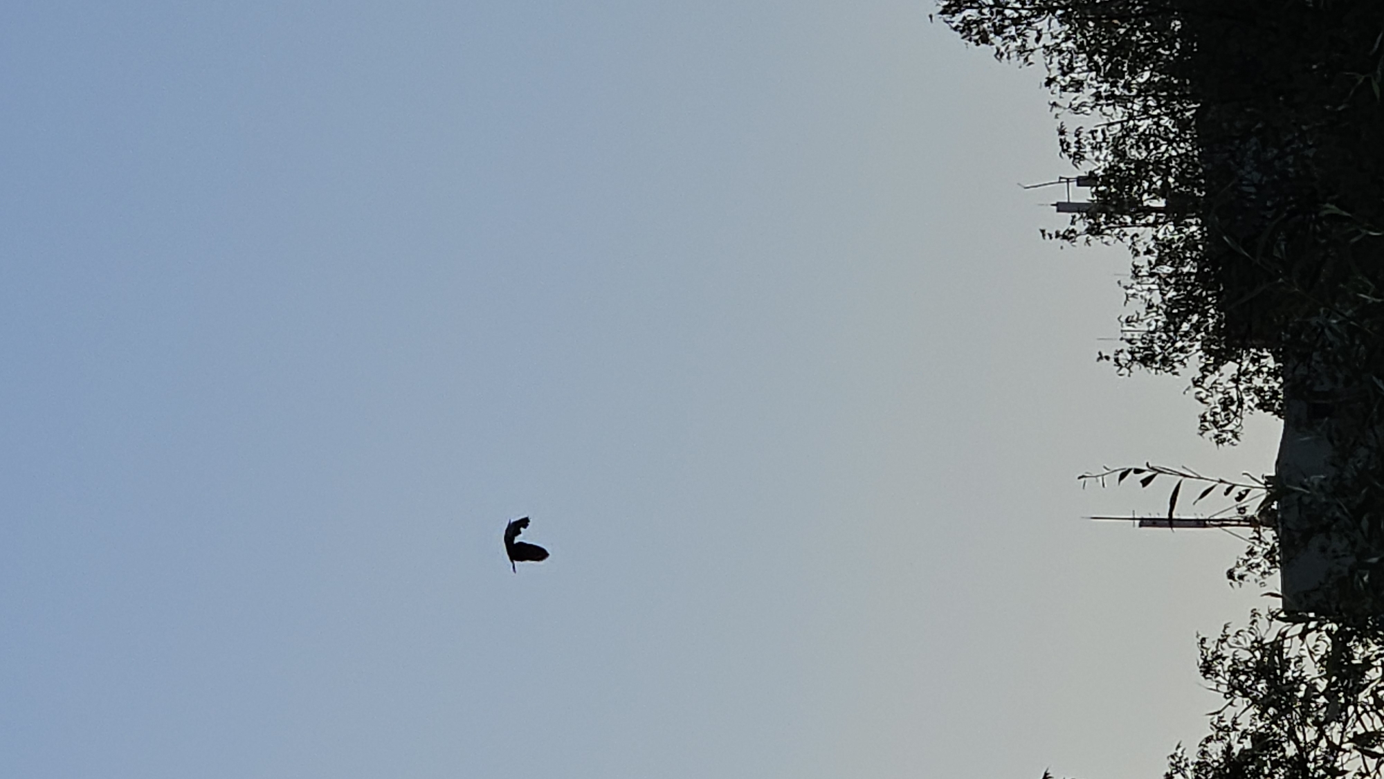 A silhouette of a bird in flight is centered in the upper half of a clear, pale blue sky. The bird's wings are spread, and its body is angled slightly downwards. In the lower portion of the image, the dark silhouettes of trees and buildings are visible against the lighter sky. A tall, thin structure, possibly an antenna or a spire, rises above the buildings and trees. This scene appears to be captured at dusk or dawn due to the gradient of the sky. Based on the architectural style of the visible structures and the foliage, this could be a residential or semi-industrial area within the city of Prešov, Slovakia. There are no people or animals other than the single bird visible in the image.