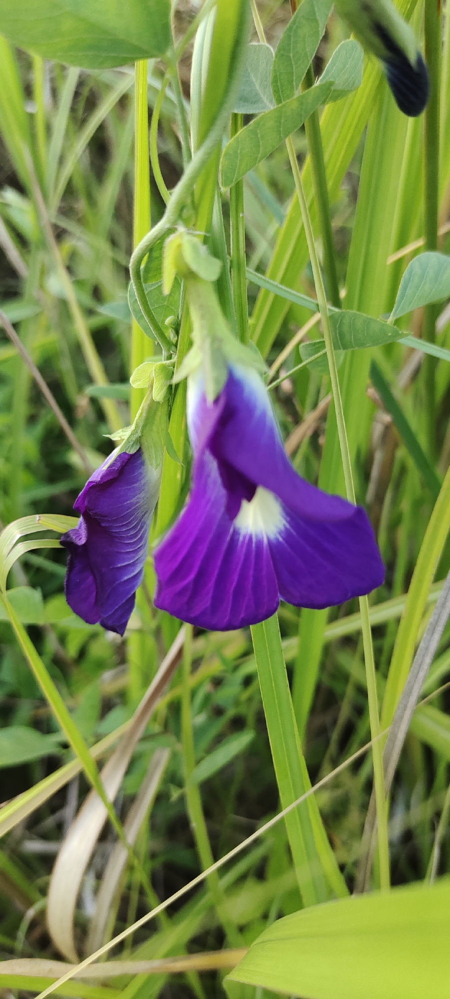 The image shows two vibrant purple butterfly pea flowers (Clitoria ternatea) in a natural, grassy environment. The flowers are in different stages of bloom; one is fully open with a white marking on the petal, while the other is partially closed. They hang downwards, supported by their stems and tendrils. The background consists of green blades of grass and foliage, creating a natural, somewhat wild setting. The location is likely somewhere within the city of Lhokseumawe, Indonesia, given the prompt's request. There are no people visible in the image. The focus is primarily on the flowers and their immediate surroundings.