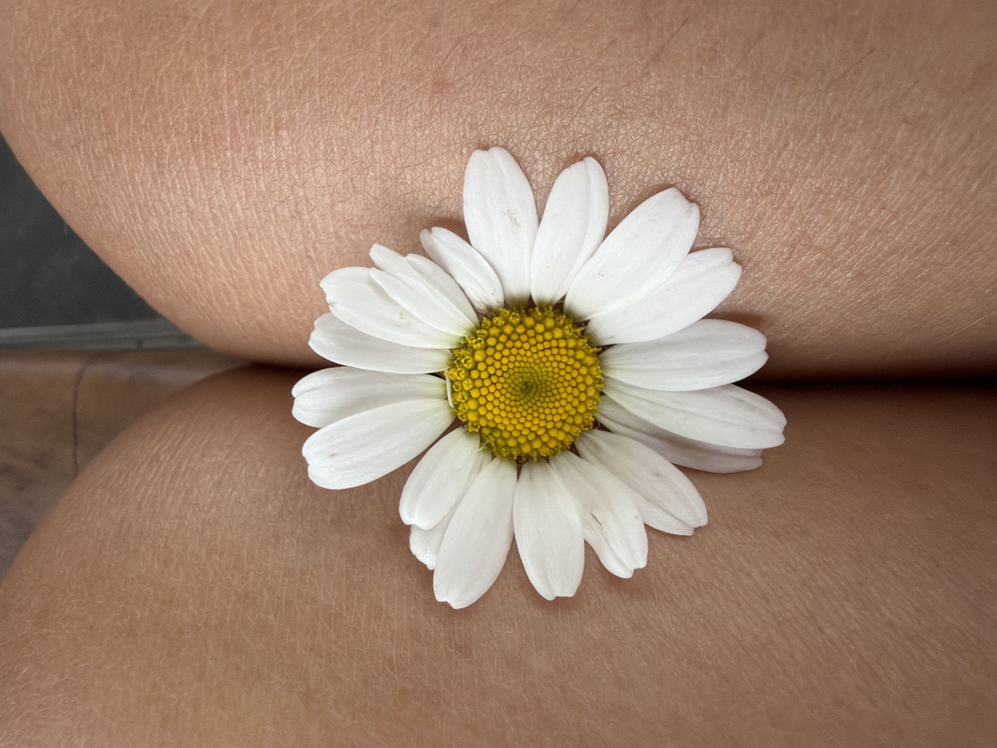 A close-up, top-down shot shows a single daisy with white petals and a yellow center resting on tanned skin. The skin appears to be from a person's thighs, and the texture of the skin is visible with fine lines. The daisy is centrally located, with its petals spreading outwards. The background is out of focus, showing a hint of dark flooring. No specific location in Chaikovsky, Russia is identifiable.