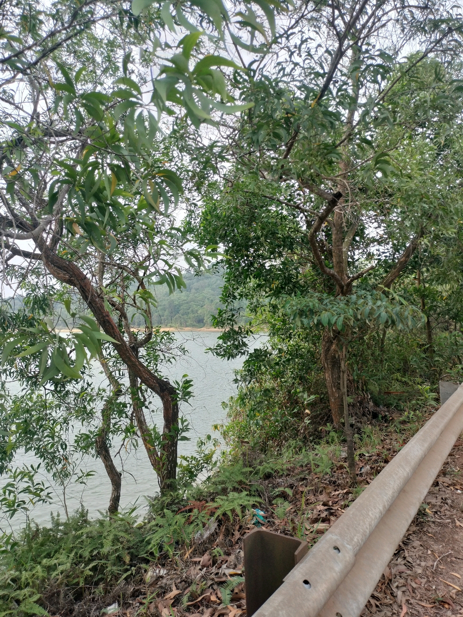 This is a photograph taken from the side of a road, looking out over a body of water towards a tree-covered hillside. In the foreground, on the right side of the image, is a concrete guardrail. Beyond the guardrail, the ground is covered in dry leaves and some green foliage, including ferns. A few trees with textured bark and green leaves are visible on the bank overlooking the water. The water itself appears calm and is a light grey-green color. In the background, a densely wooded hillside rises from the opposite shore of the water. The sky is overcast. This scene is consistent with the landscape found along the coastline or reservoir areas of Batam, Indonesia, specifically areas that might be developed with roads and public access points, such as the coastline near Nongsa or along the Duriangkang Reservoir. There are no people or vehicles visible in the image.