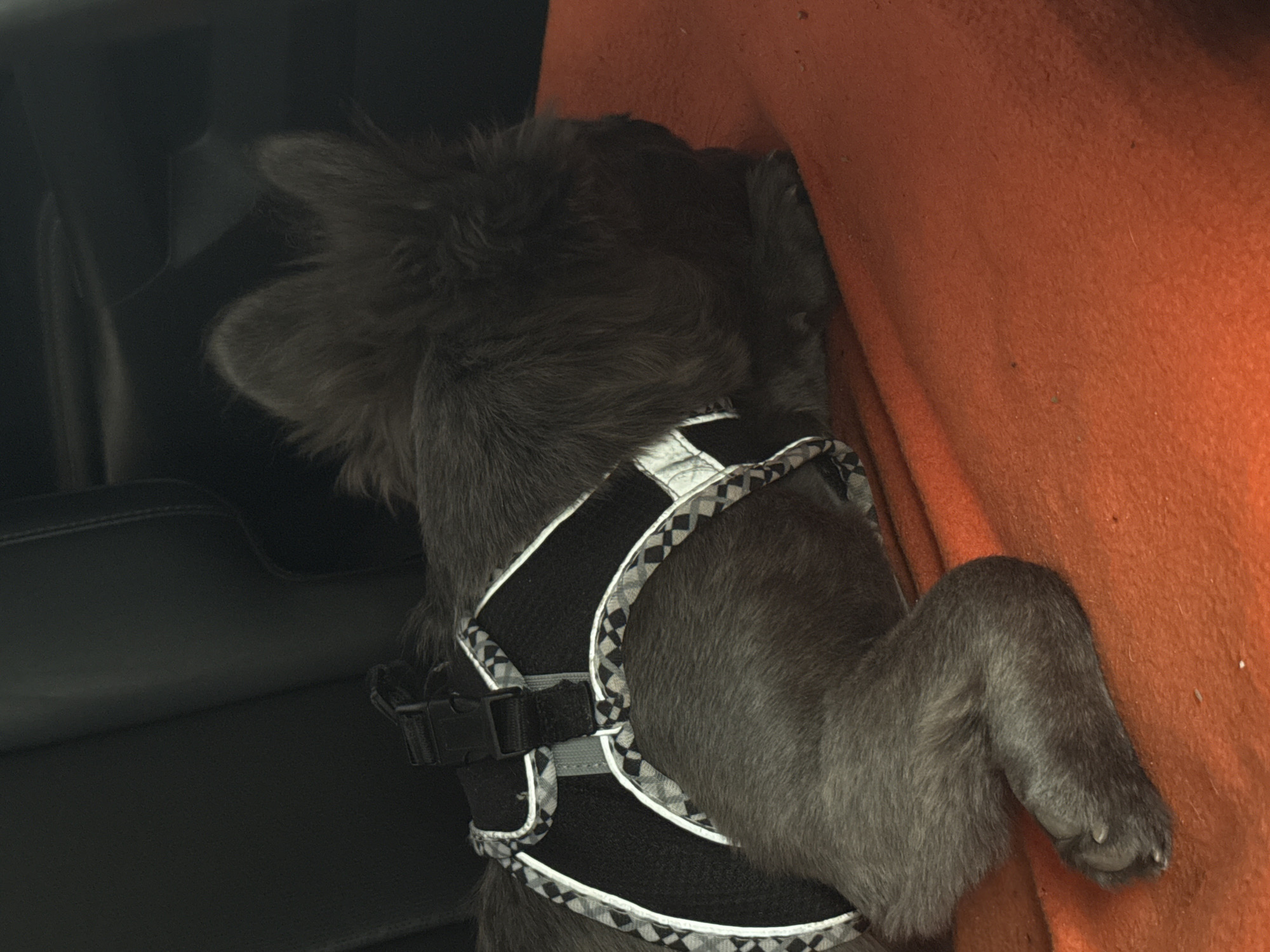 A gray furry animal, possibly a dog, rests against an orange fabric surface. The animal wears a black and gray harness. The setting includes a black leather surface, likely part of a vehicle interior. The location cannot be determined from the image.