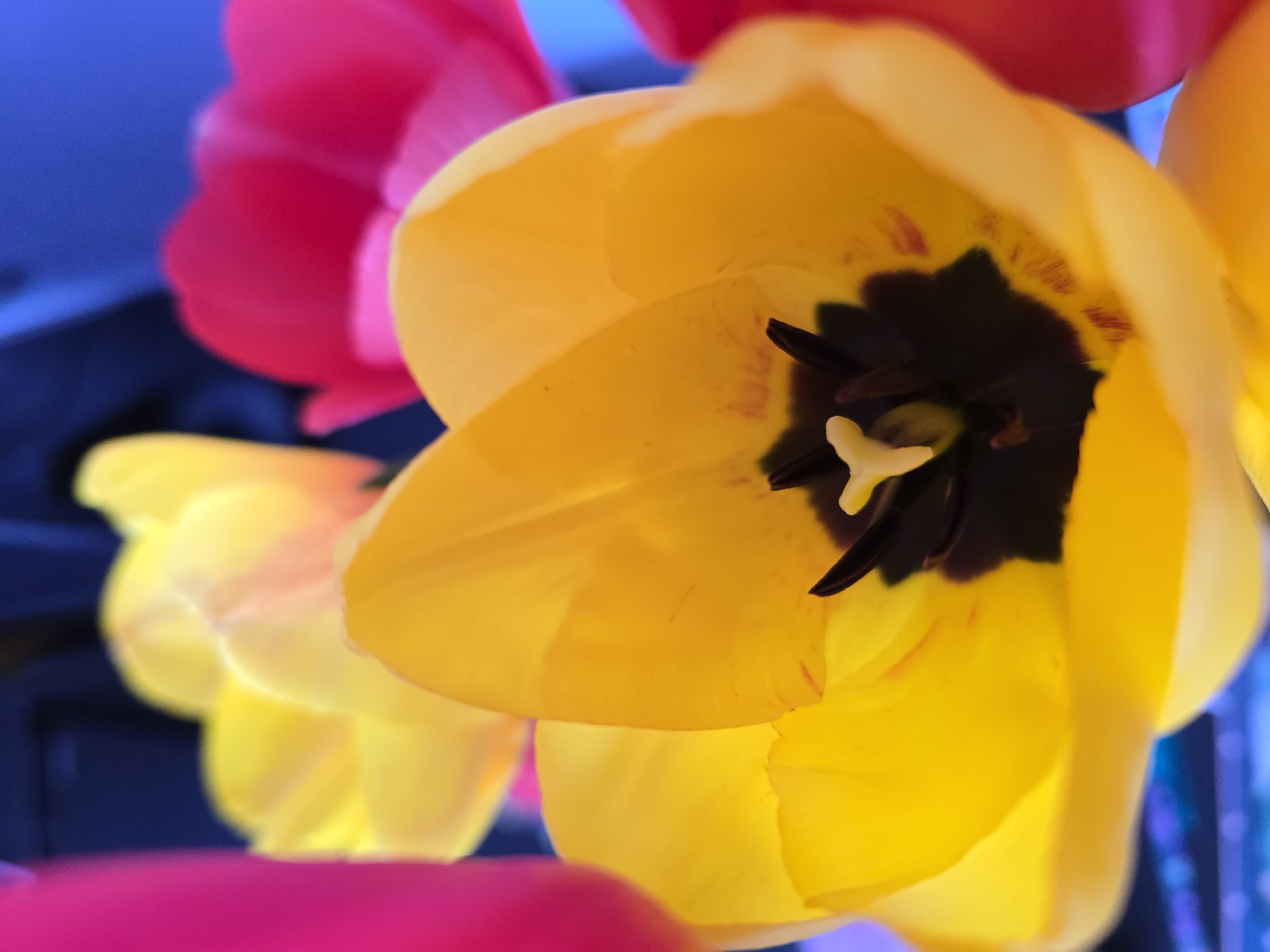 A close-up, top-down shot captures a vibrant yellow tulip in full bloom. The central yellow tulip dominates the frame, its petals widely open to reveal a dark, almost black heart with visible black anthers and a lighter, pale yellow pistil. Some subtle reddish-brown markings or striations are visible on the inner surface of the yellow petals near the dark center.
Surrounding the focal yellow tulip are several other blurry flowers. To the upper left and bottom left, parts of bright pink or magenta tulips are visible, out of focus. Additional yellow tulips, also out of focus, appear in the mid-ground, providing depth. The background is a soft, deep blue color, appearing as a blurred surface rather than open sky, suggesting an indoor setting.
The image uses a shallow depth of field, sharply focusing on the intricate details of the central yellow tulip while rendering other elements softly blurred. The lighting is bright, illuminating the translucent qualities of the petals. No text is visible in the image. While the provided context indicates Varna, Bulgaria, there are no specific visual cues within the image to confirm this location.
