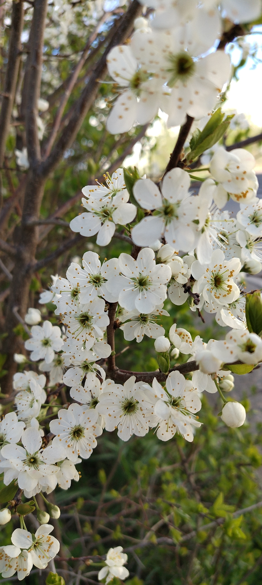 A close-up, eye-level, vertical shot focuses on the blossoming branch of a tree in what appears to be an urban environment. The blossoms are predominantly white with yellow stamen. The branch is brown and slightly out of focus in the background, along with hints of green foliage. The backdrop includes a blurred view of other branches and the sky.
Based on the request, the location is the city of Chaikovsky, Russia. However, nothing in the image itself confirms this location. Therefore, the description is limited to the visual elements present in the photograph.