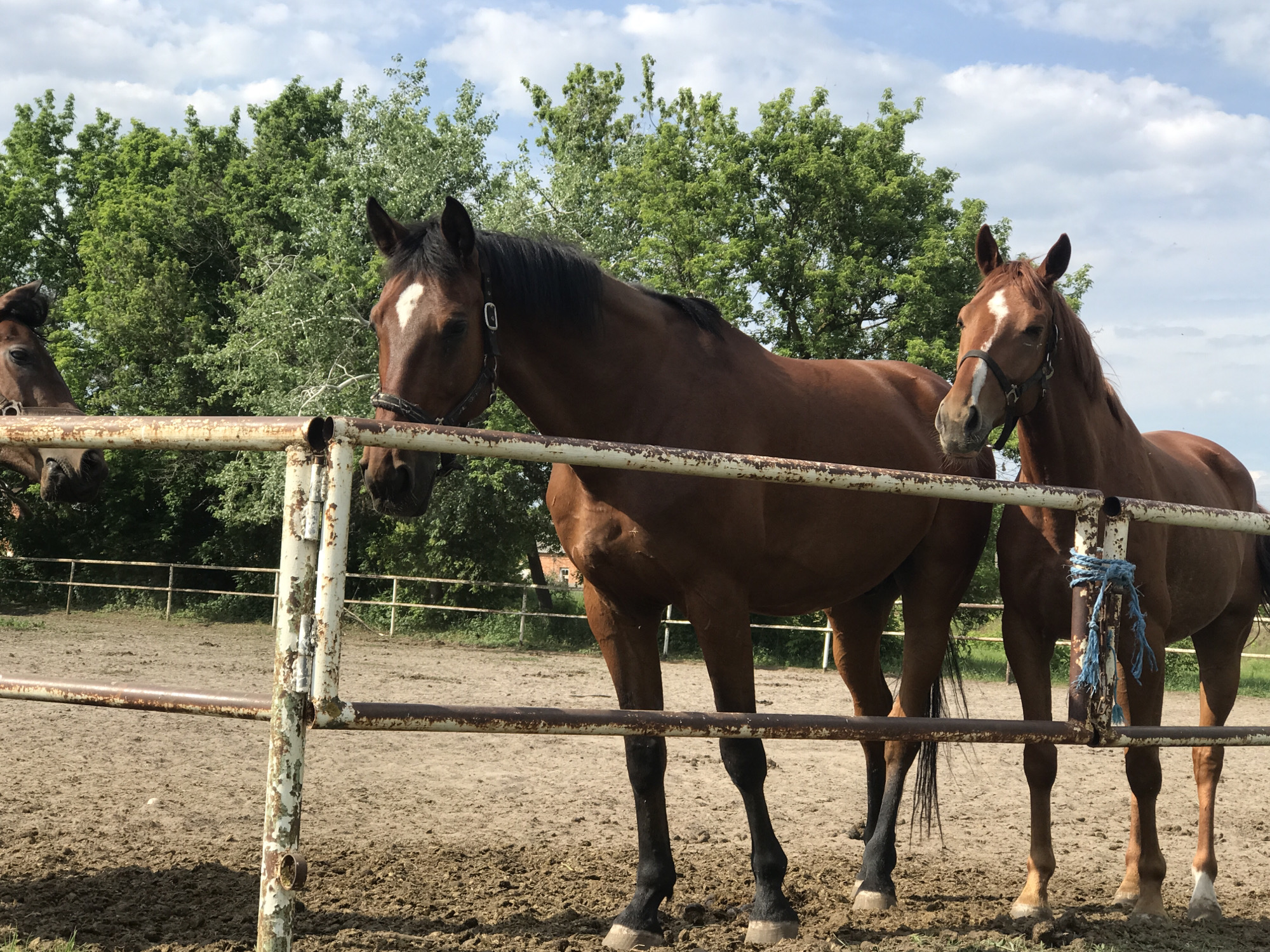 This image depicts a sunny daytime scene at an outdoor equestrian facility in Kharkiv, Ukraine, featuring three horses behind a weathered metal fence.
Two brown horses are prominently visible in the foreground, standing behind a rusty, peeling white metal fence. The horse on the left is a dark brown with a distinct white blaze on its forehead and black lower legs, wearing a dark halter. It looks calmly towards the viewer. The horse on the right is a slightly lighter brown, also with a white blaze and white markings on its lower legs, wearing a dark halter. A blue rope is tied to a vertical post of the fence next to this horse. A third horse is partially visible on the far left, showing only part of its head and neck.
The horses are standing on a dirt ground within what appears to be a paddock or enclosure. In the background, a dense line of lush green trees stretches across the horizon under a bright, partly cloudy sky. The overall impression is one of a serene, natural setting for horses. No visible text is present in the image.