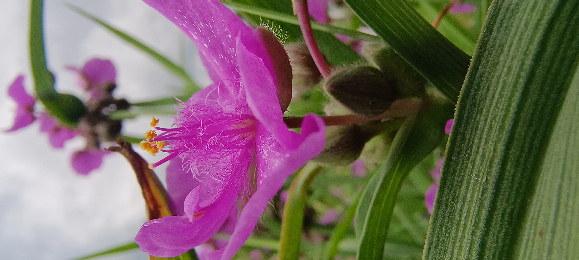A macro photograph captures a vibrant pink flower with delicate, hairy stamens and yellow pollen in sharp focus. The flower's petals, tinged with dew or water droplets, are partially open, revealing the intricate details of its reproductive parts. In the foreground, a textured green leaf with prominent veins runs horizontally across the frame, slightly blurring the background. Behind the main flower, several dark, fuzzy buds and other blurred pink flowers suggest a garden or natural setting. The sky, a soft gray, is visible in the upper portion of the image. The scene is devoid of human presence or activity.