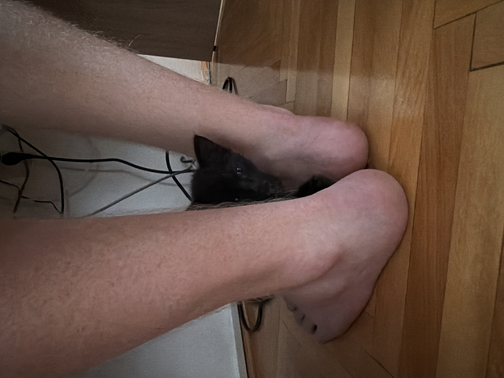 A close-up, low-angle shot captures the feet of an unidentified person standing on a polished wooden floor. The person's legs, covered in light hair, are spread apart, creating a gap between them. Peeking out from this gap is the head of a small black kitten, its dark fur contrasting with the lighter tones of the skin and floor. Electrical cords are visible in the background, suggesting an indoor setting, potentially a home or office. The lighting is dim, casting soft shadows on the floor and highlighting the texture of the skin and fur. The scene is devoid of any specific landmarks or context that would place it in Podgorica, Montenegro.