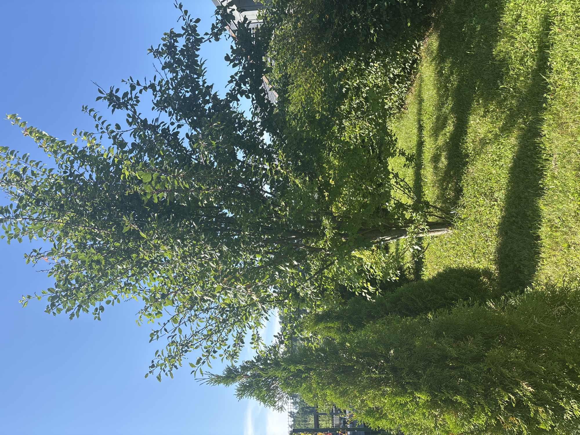 The image depicts a sunny backyard with lush green grass and several trees under a clear blue sky. In the foreground, two conical evergreen trees are visible on the left, casting shadows on the lawn. Behind them, a larger deciduous tree stands prominently, its branches laden with green leaves. In the background, a building with a dark roof and grey siding is partially obscured by dense foliage. The scene is devoid of any people or animals. This image appears to be taken in the city of Zvenigorod, Russia, given the context.
