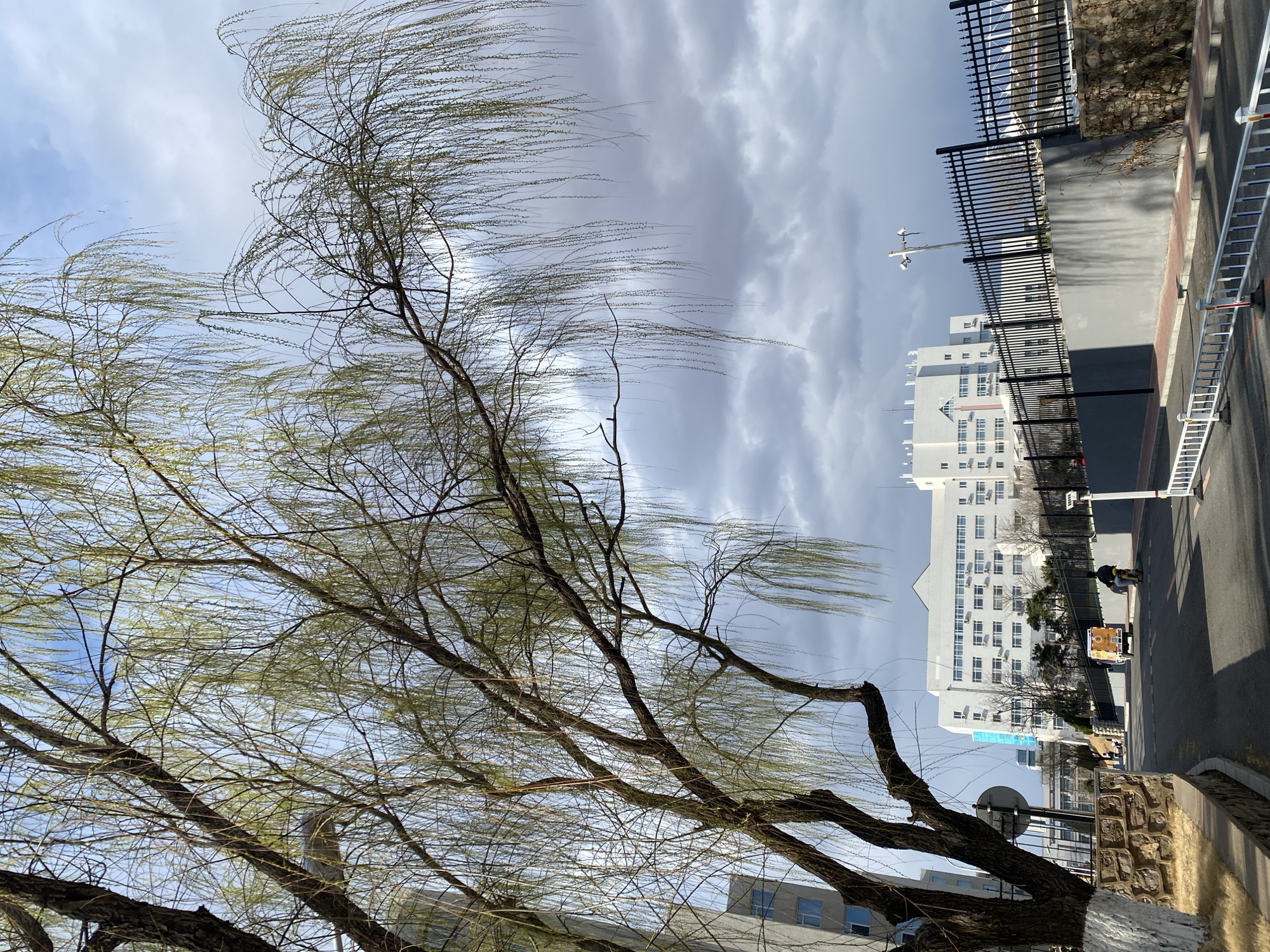 The image shows a tree with thin, drooping branches in the foreground against an urban background. The branches are sparsely covered with small green leaves. The sky behind the tree is overcast with gray and white clouds.
In the background, there is a large white building with multiple windows, separated from the foreground by a black fence and a retaining wall made of tan stone bricks. A paved street runs alongside the wall, and a security barrier is visible. A person is walking down the street, pulling a wheeled cart. A light pole is beside the fence.
The location is possibly near the city of Zhongtun, China.