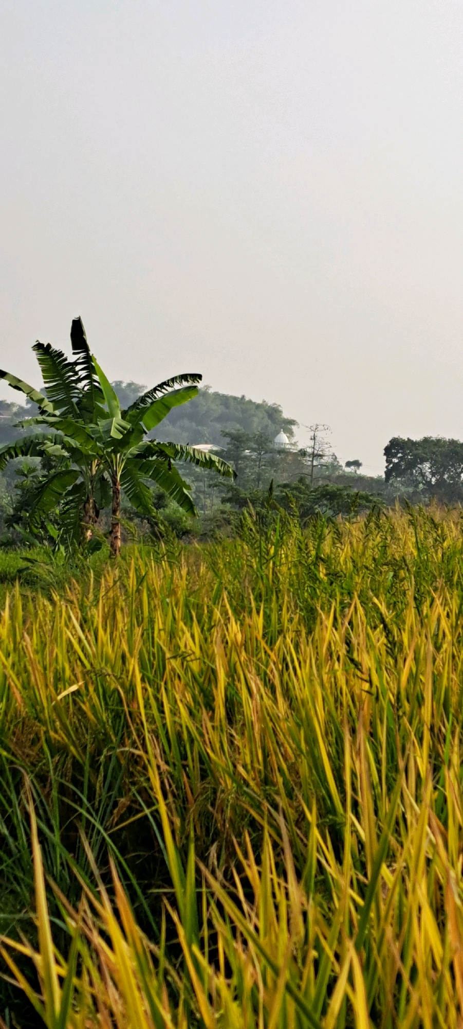 The image captures a rural landscape in Candi Wates, Indonesia, under an overcast sky. In the foreground, a field of mature rice plants displays a mix of green and yellow hues, indicating it is nearing harvest. A banana tree with broad, green leaves stands to the left of the rice field, its trunk partially visible. Beyond the field, a gently sloping hill is covered in lush vegetation. Atop the hill, a white, domed structure, likely a mosque or a religious building, is discernible amidst the trees. The overall atmosphere is tranquil and natural.