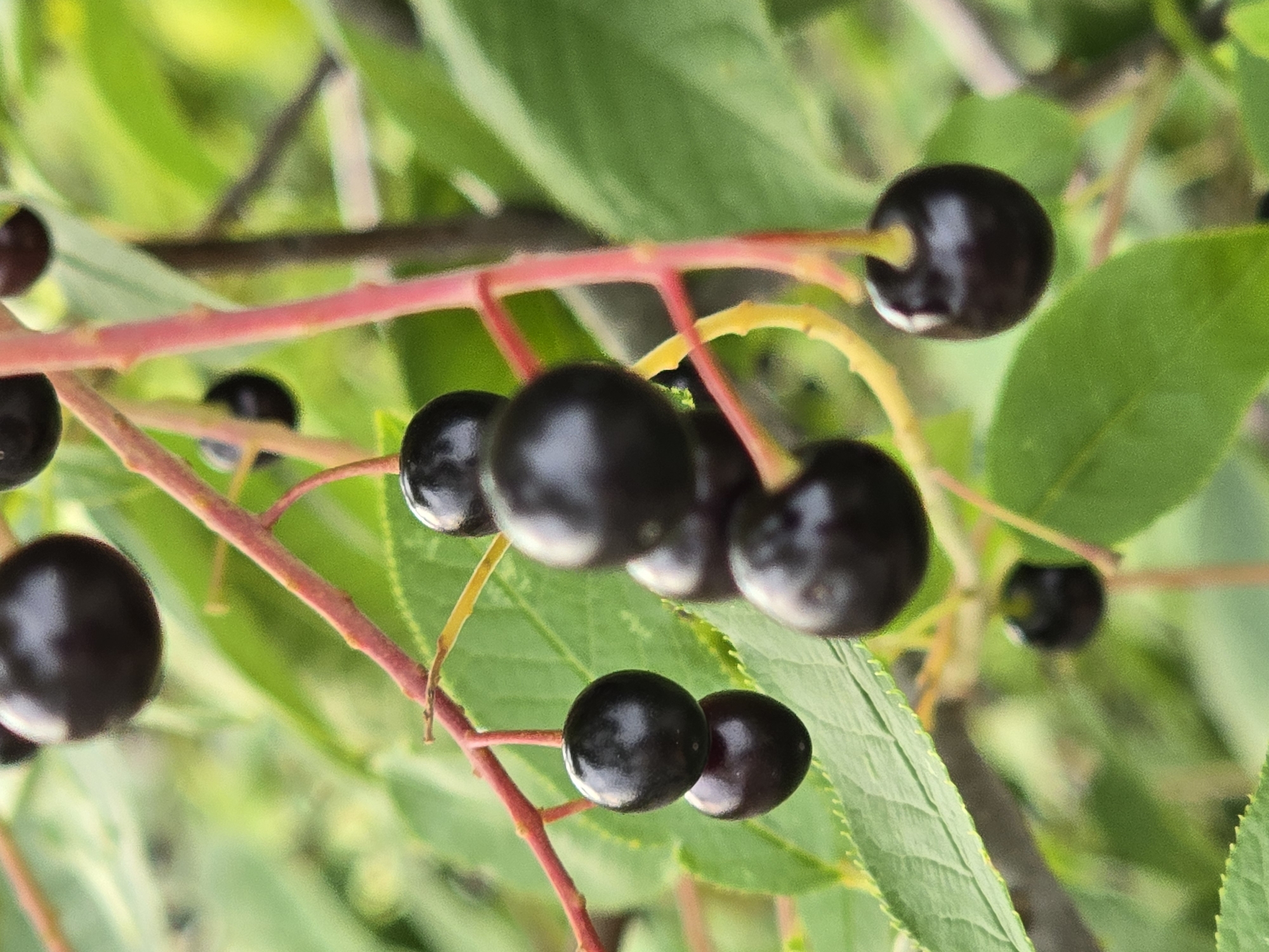 A close-up, low-angle shot captures a cluster of dark, ripe chokecherries hanging from a reddish branch against a blurred green background of leaves and foliage. The berries are round and glossy, with visible stems. The image appears to be taken outdoors, possibly in a natural setting within or near the city of Ермолаево, Russia.