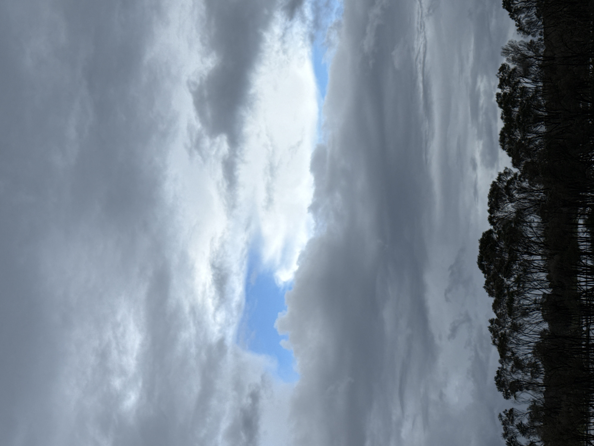 A wide shot captures a silhouetted treeline against a dramatic sky. The trees are dark and dense, their branches creating an intricate pattern against the lighter sky. The sky itself is filled with thick, moody clouds. A patch of bright blue sky breaks through the gray, adding a touch of contrast to the overcast scene. The overall impression is one of a natural landscape under a stormy sky.