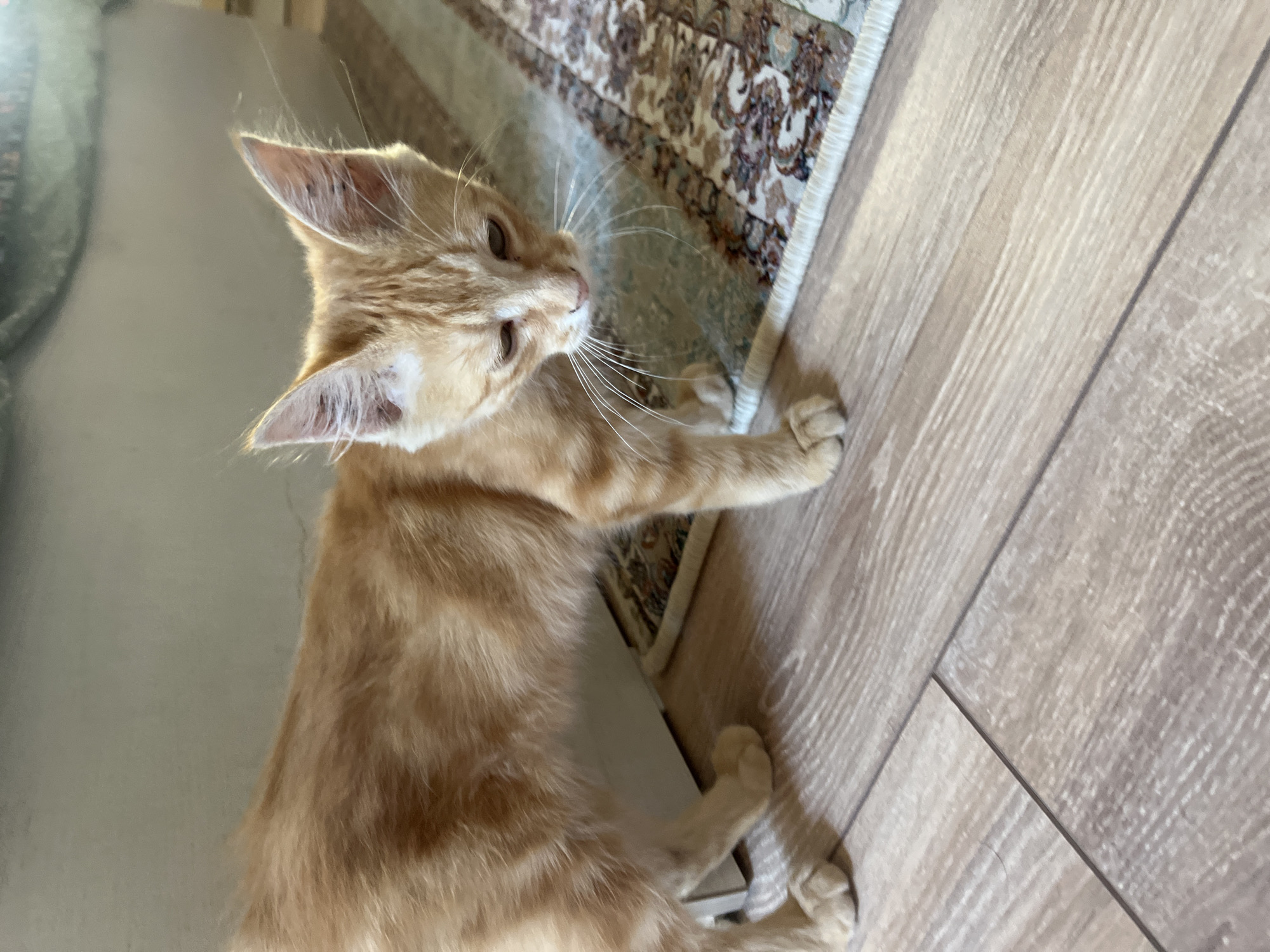 A ginger tabby cat is shown standing on a light-colored wooden floor next to a rug. The cat is facing downwards and slightly to the right, with its head tilted. Its fur is a mix of orange and light brown stripes. The background consists of a pale wall and a portion of a patterned rug with beige and brown tones. The lighting appears to be natural, coming from the side, casting soft shadows. The scene is indoors, in what appears to be a residential setting, likely a room within a home.