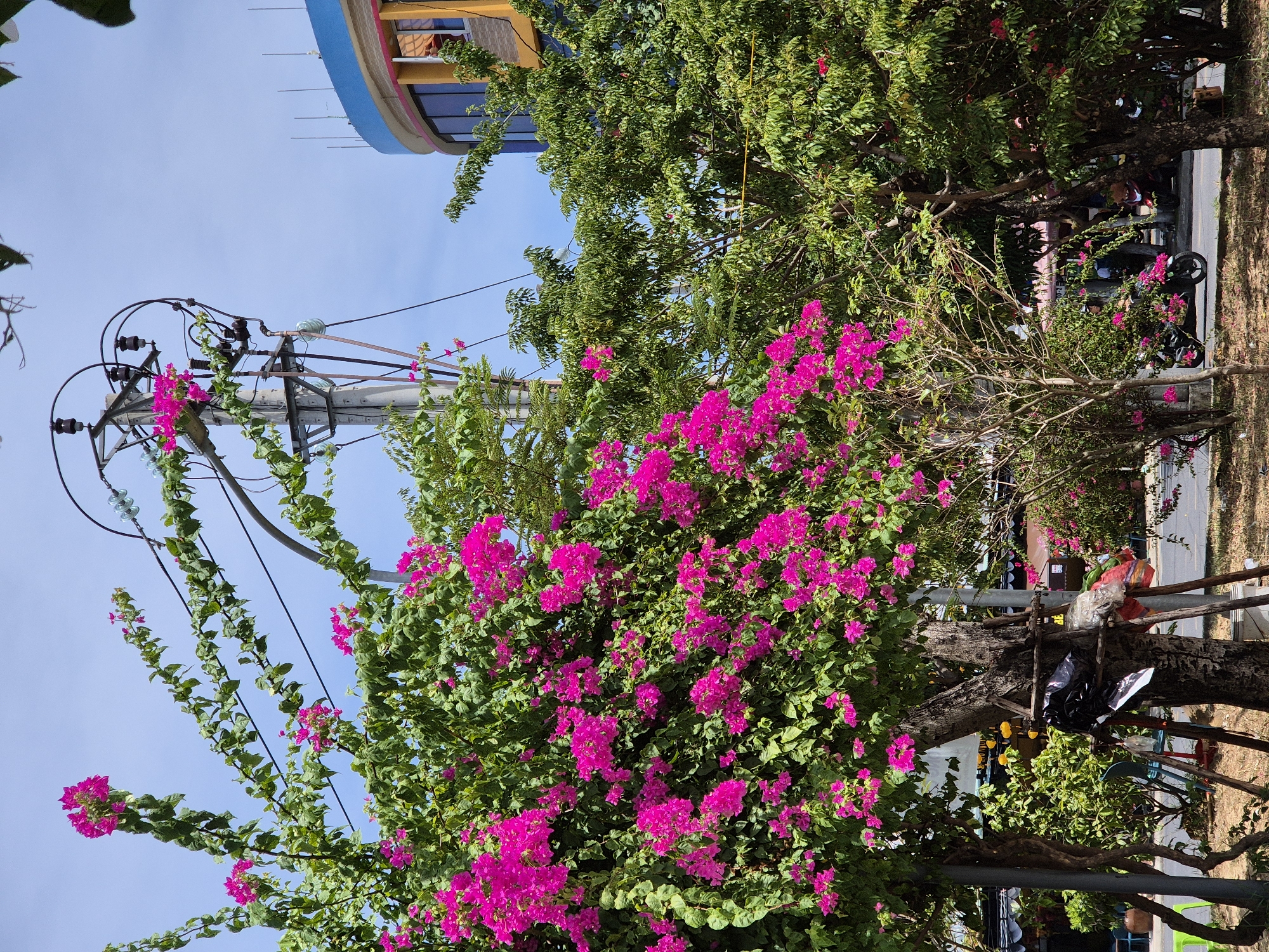 In Đà Nẵng, Vietnam, a vibrant bougainvillea tree with bright pink flowers dominates the foreground, its branches reaching towards utility poles and power lines overhead. To the right, a curved building with blue and yellow accents, likely a commercial establishment, rises against a clear blue sky. The scene captures a blend of natural beauty and urban infrastructure, with greenery and flowering plants juxtaposed against the man-made elements of the city. The street is visible, with a motorcycle parked in the distance, hinting at the daily life and activities of the locale. The overall impression is one of a lively and colorful urban environment, typical of Southeast Asian cities.