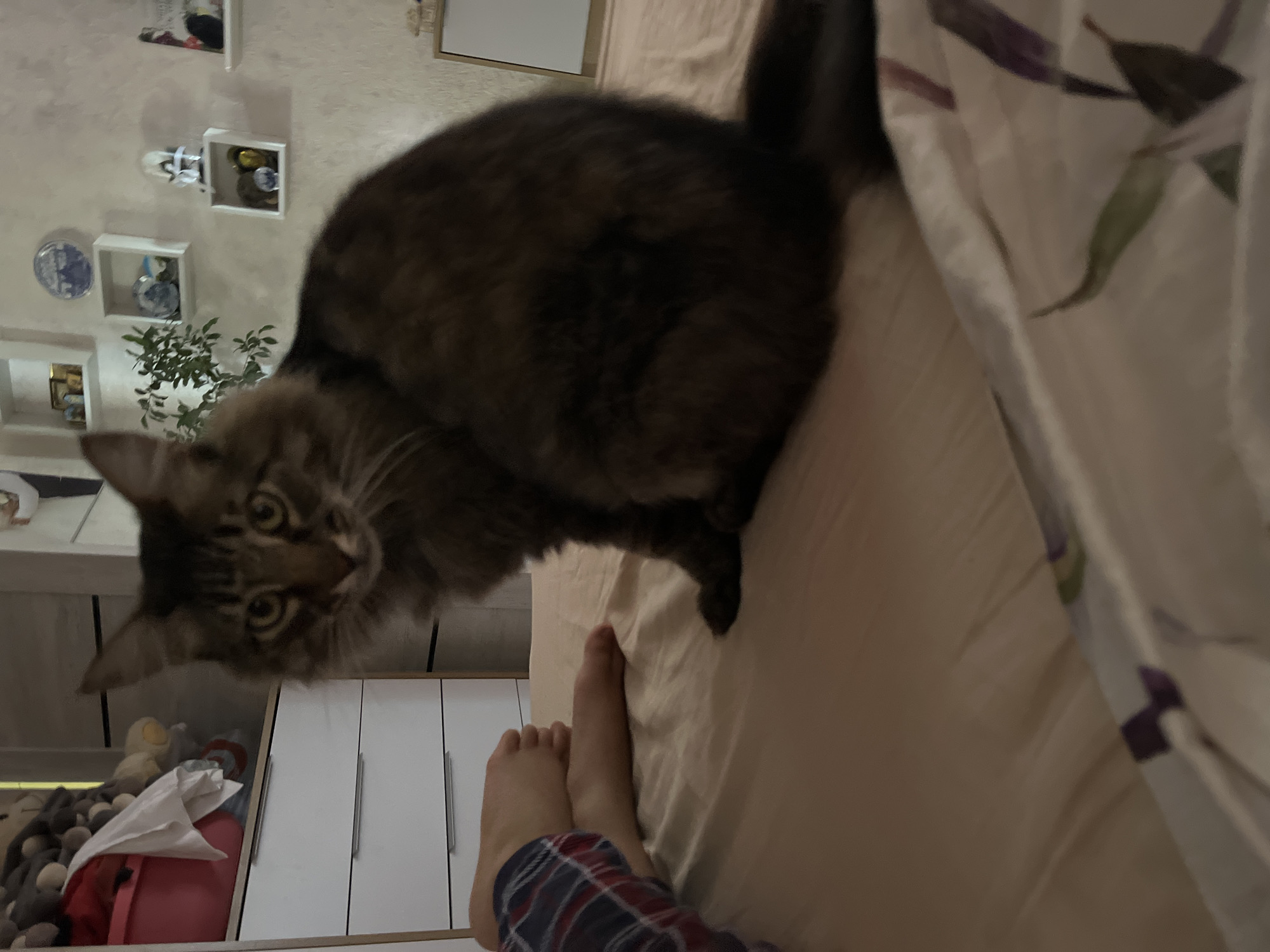 A brown tabby cat sits on a bed with light-colored bedding. To the left of the cat, a person's feet, wearing plaid pajama pants, are visible. In the background, a white dresser with drawers is present. Shelves on the wall above the dresser display various decorative items. The scene appears to be indoors, in a residential setting. The location is identified as Krasnyye Barrikady, Russia.