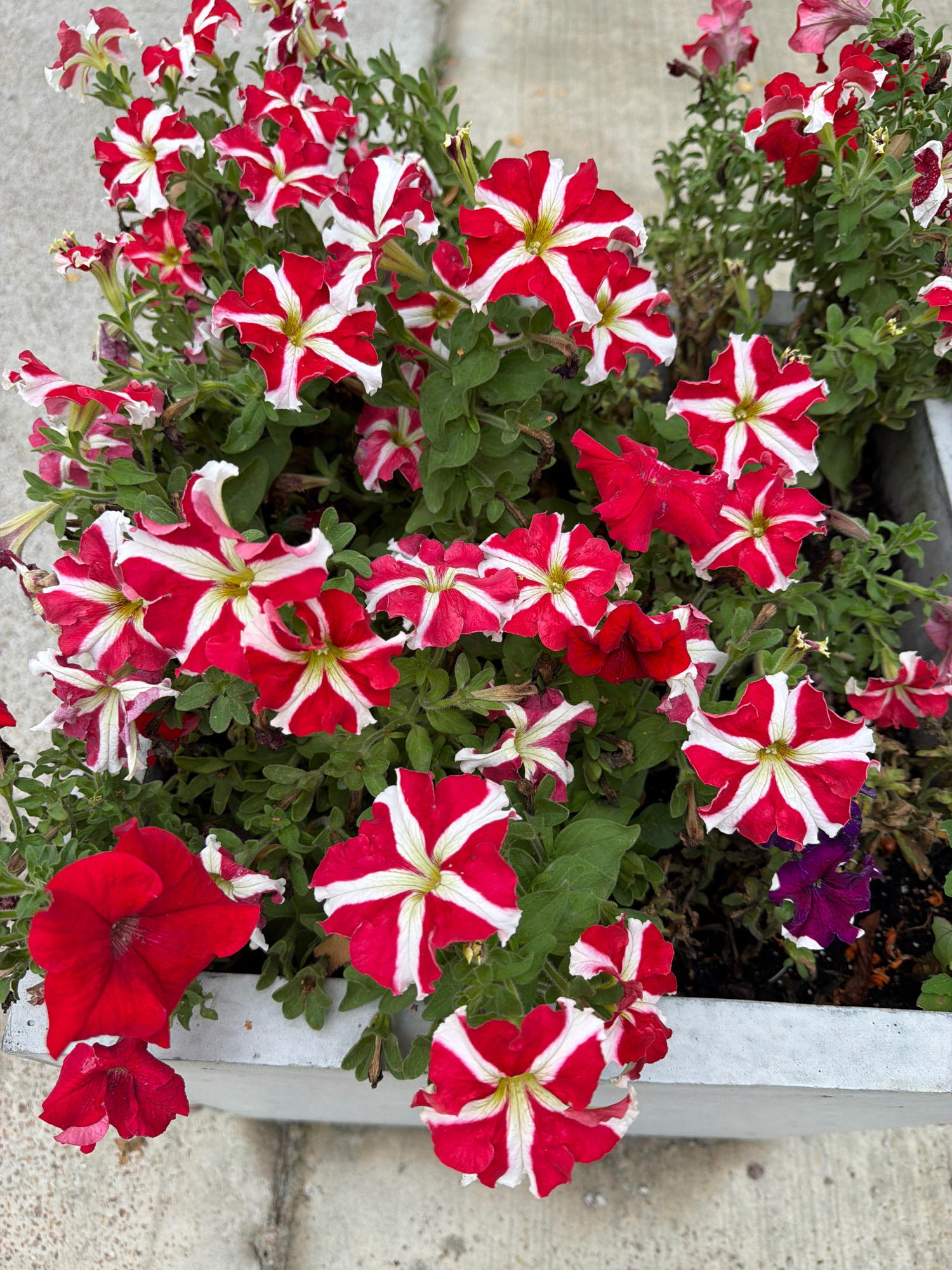 A high-angle close-up shot shows a rectangular concrete planter filled with an abundance of red and white striped petunias and some solid red and dark purple petunias. The flowers are densely packed, with some blooms overlapping and others facing the viewer directly. The petunias display a starburst pattern of red and white petals, radiating from a yellow center. The leaves are green and slightly fuzzy. In the lower left corner, two solid red petunias are prominent, one fully bloomed and another drooping. A few darker, purplish petunias are visible towards the right side of the planter. The concrete planter has a rough texture and sits on a light gray, textured surface, possibly a sidewalk or pathway. The background is out of focus, showing more of the concrete surface and hints of green foliage. The image appears to be taken outdoors in Kyiv, Ukraine, given the visual context of urban flora.