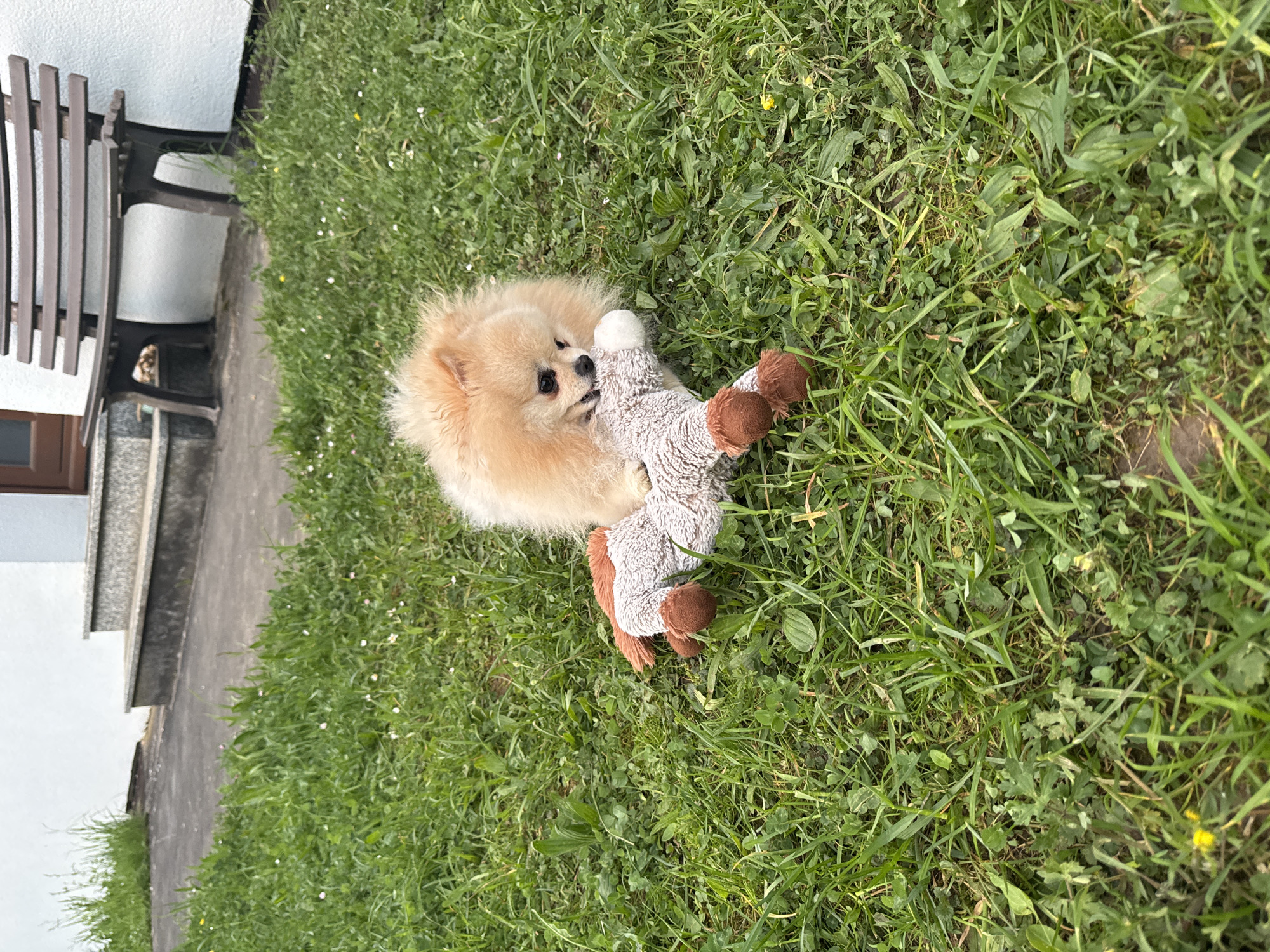 A small, fluffy, light-brown Pomeranian dog is the central subject of this image, lying on its back in a vibrant green grassy area. The dog is actively engaged with a greyish-white stuffed animal toy that has brown feet, holding it playfully with its paws and having its muzzle close to it.
The setting appears to be an outdoor residential area, possibly a garden or backyard. The grass is natural and somewhat unmanicured, featuring scattered small white and yellow wildflowers or clover. In the background, to the left, a dark-colored metal garden bench with vertical slats is partially visible, situated against a light, possibly white, building wall. A concrete path or sidewalk runs alongside the grassy patch and the building.
The scene is captured during the daytime under soft natural light, suggesting pleasant weather. The dog exhibits an expression of contentment and playfulness. There is no visible text in the image. The environment and details suggest a typical outdoor residential scene, consistent with a location such as Bietigheim-Bissingen, Germany.