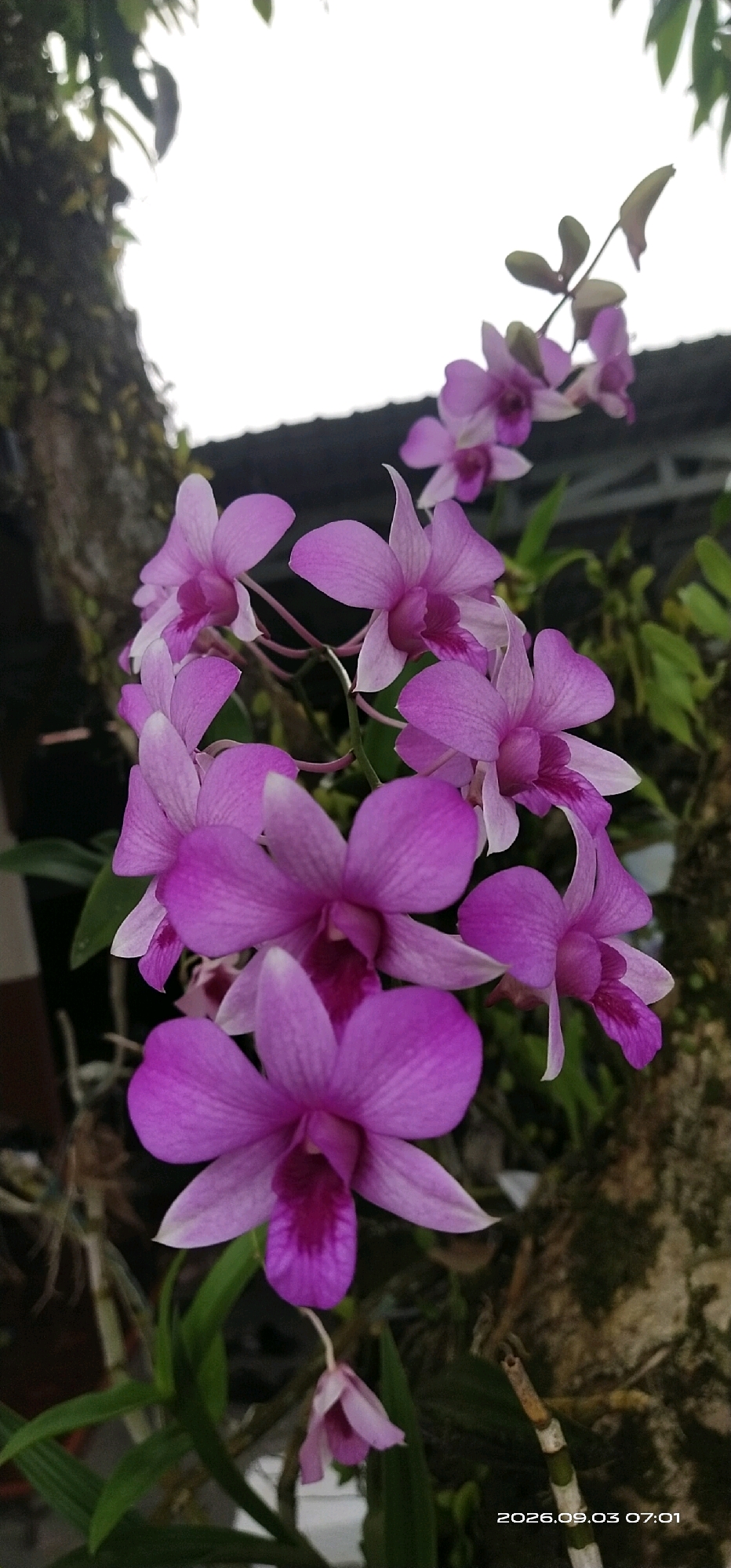 A close-up, vertical shot features a cluster of bright purple orchids in bloom. The flowers are the primary subject, with their delicate petals and vibrant color drawing the viewer's eye. They are arranged on thin stems, some drooping slightly, creating a natural and organic feel. In the background, a rough-textured tree trunk covered in moss provides a contrasting backdrop. The foliage of other plants can be seen, adding depth and a sense of an outdoor environment. A sliver of a roof structure is visible in the upper right, hinting at a human-made element within the natural setting. The image is captured in daylight, with the bright sky creating a slightly blown-out effect at the top. The bottom right corner of the image displays a timestamp: "2026.09.03 07:01". The location is identified as Matabu, Indonesia, suggesting this is a scene from a garden or natural landscape in that region.