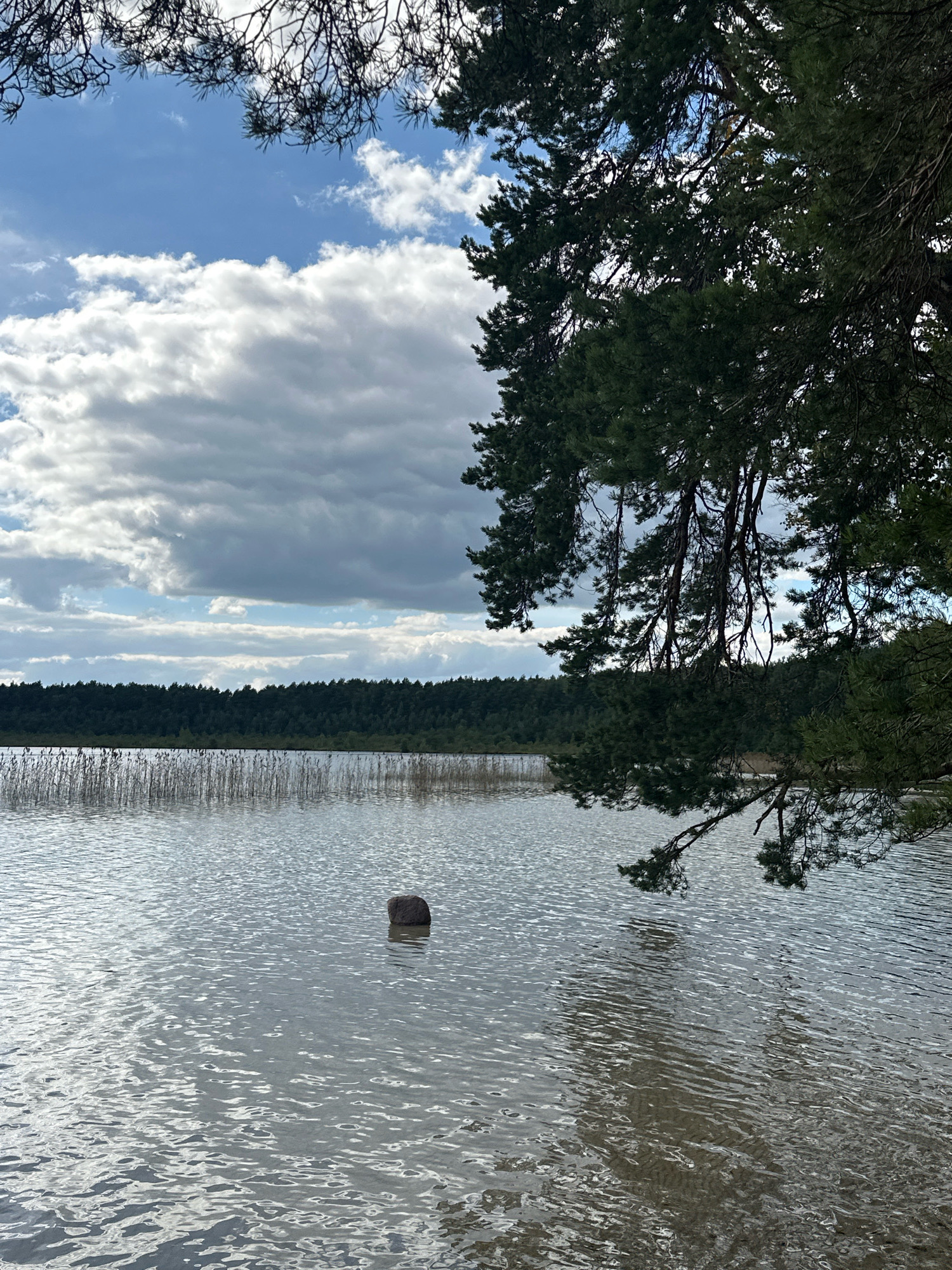 The image depicts a tranquil lake scene on a partly cloudy day. In the foreground, pine branches hang over the water, with the needles and branches casting shadows. The lake's surface is rippled, reflecting the sky and surrounding elements. A single dark rock protrudes from the water in the middle ground. The far shore of the lake is lined with a dense, dark green forest, and beyond that, a wide expanse of sky filled with textured white and grey clouds dominates the upper portion of the image. The location is the Мядзельскі сельскі Савет in Belarus.
