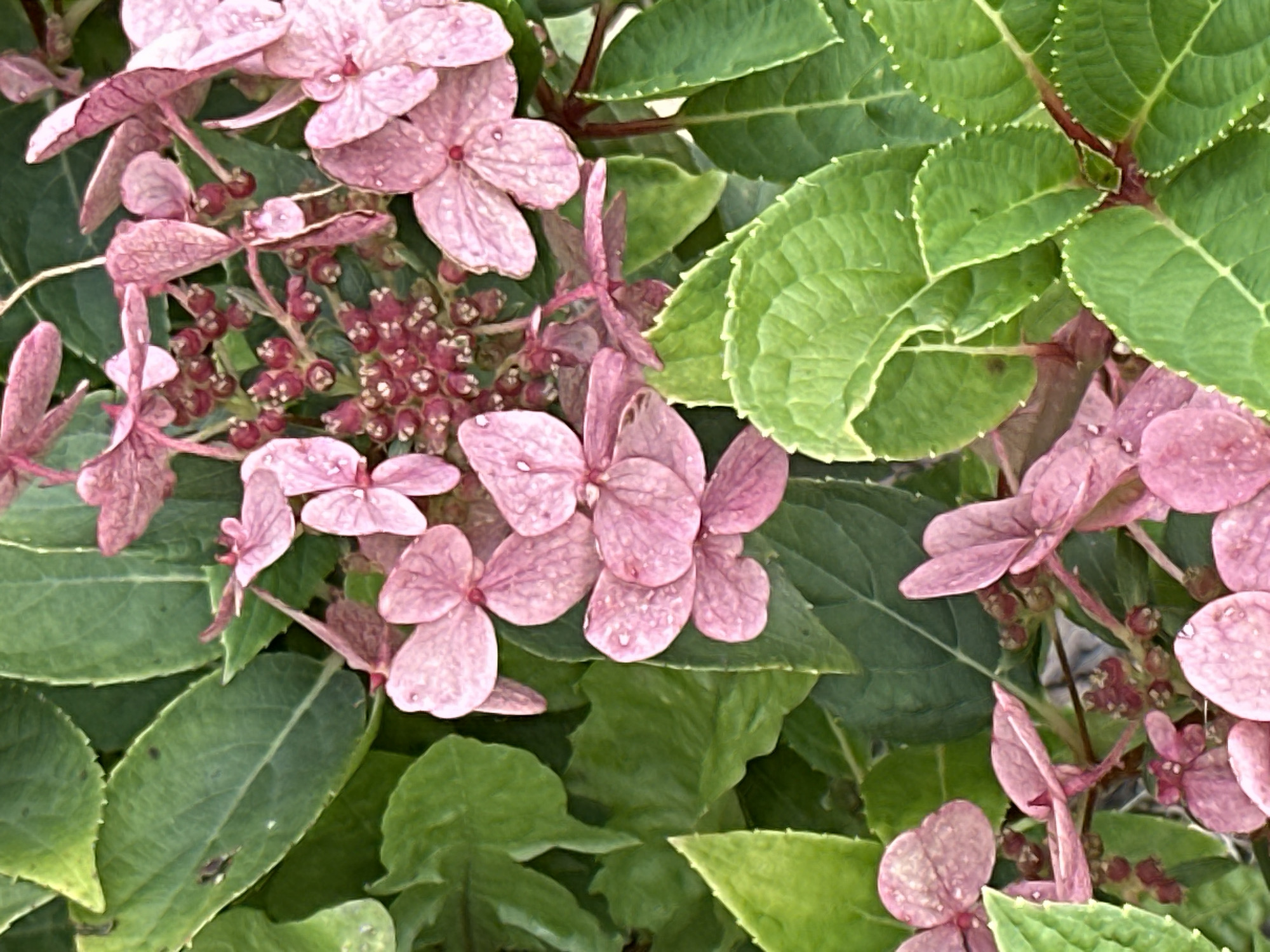 The image displays a close-up view of pink hydrangea flowers and green leaves. The flowers are delicate and appear to have water droplets on their petals. The leaves are lush and vibrant, with some showing a serrated edge. The scene is set outdoors, likely in a garden or park, with natural lighting. There are no people or specific landmarks visible to indicate a location in Podolsk, Russia. The overall impression is one of natural beauty and the freshness of flora after a rain.