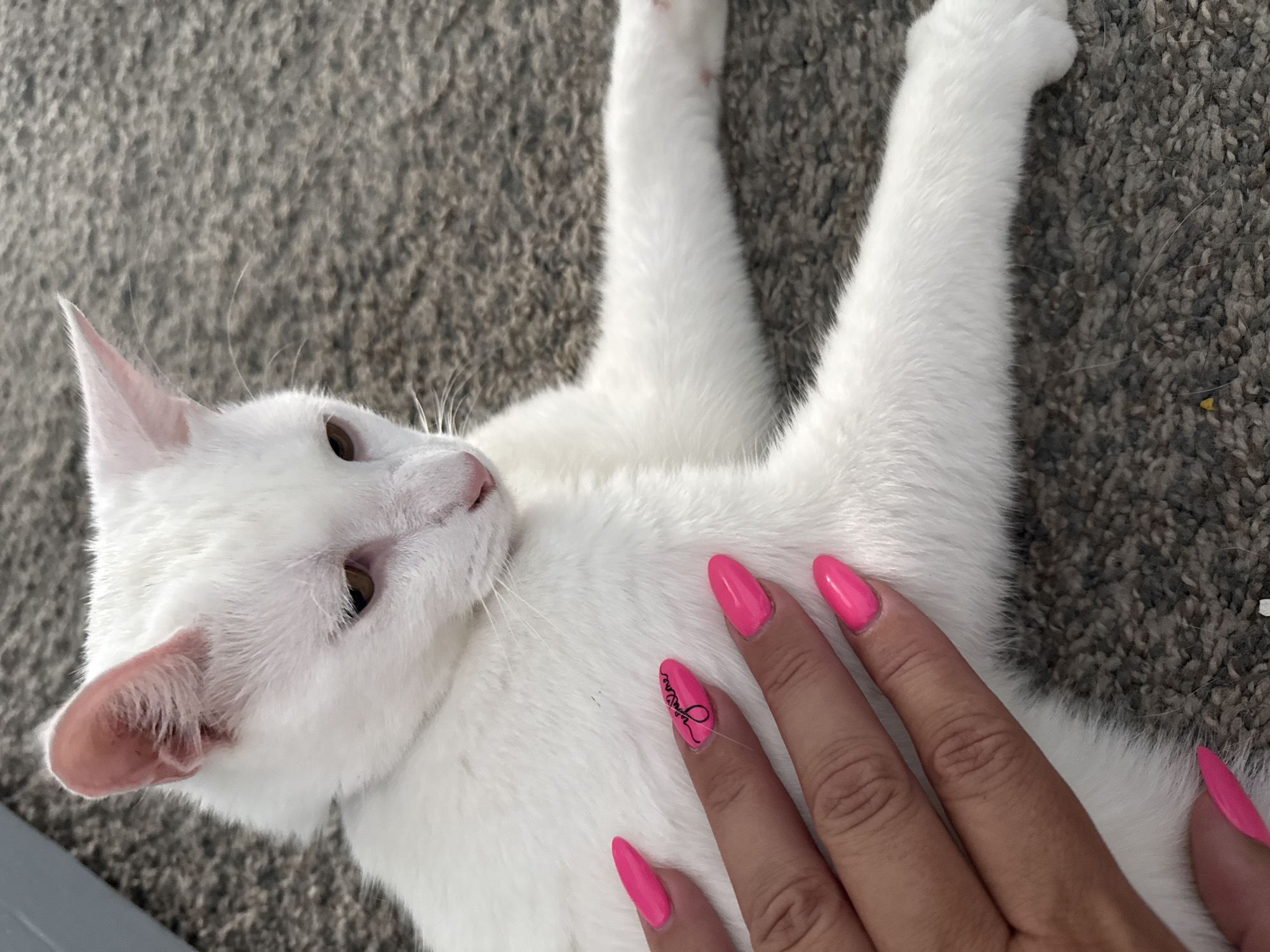A white cat with pink ears is lying on a gray carpet. A person's hand with bright pink fingernails is touching the cat's fur. One of the fingernails has a black design of a heart and the word "you." The cat's eyes are partially closed, and its head is turned to the right. The scene is indoors in a residential setting, possibly a home in Girard, United States of America.