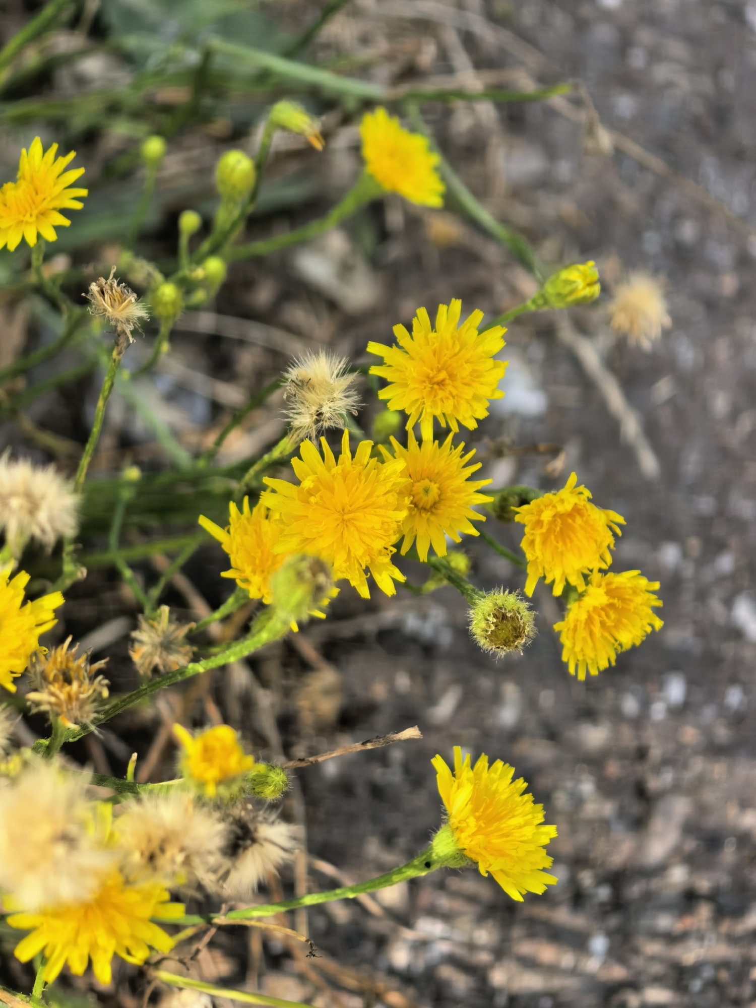A close-up, high-angle shot captures a cluster of small yellow wildflowers, possibly dandelions, against a blurred, grayish-brown, pebbly surface that suggests a roadside or unpaved ground. The flowers are in various stages of bloom and seed, with some showing fully opened yellow petals and others appearing as fluffy seed heads. Green stems and buds are also visible, creating a natural, outdoors scene. The image is sharpest on the flowers in the foreground and to the left, with the background gradually becoming out of focus. There are no people or animals present, and no signs of human activity beyond the implied presence of a path or roadside. The overall impression is one of common, wild flora in a semi-natural or disturbed urban environment.