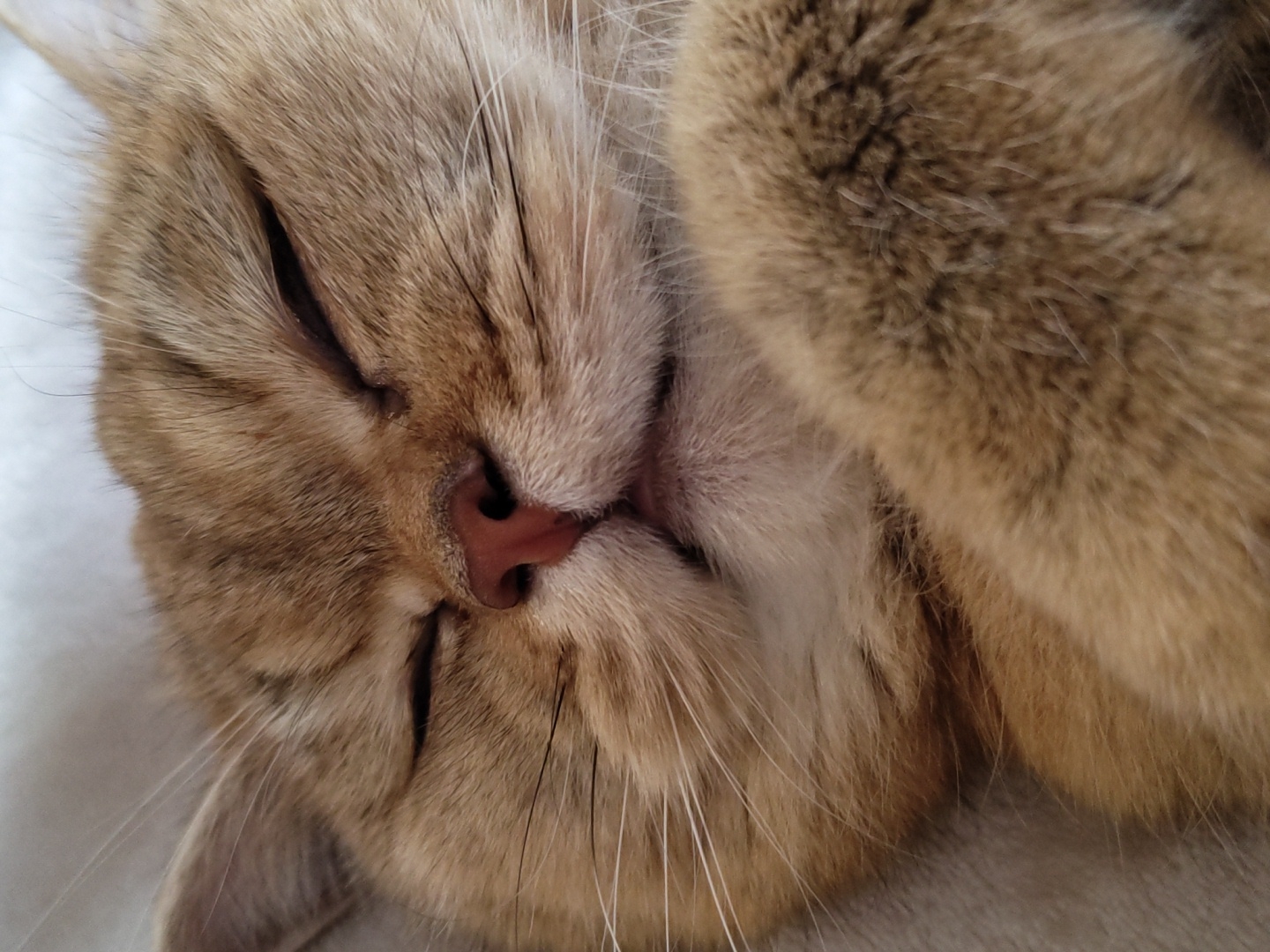 The image is a close-up, eye-level shot of a ginger cat sleeping. The cat's eyes are closed, and its face is relaxed. Its fur is a mix of light and dark ginger, with white whiskers. The cat's paw is visible in the foreground, resting on what appears to be a soft, light-colored blanket. The background is out of focus, but suggests a domestic environment. There is no indication of the city of Krasnodar, Russia, or any other geographical location.