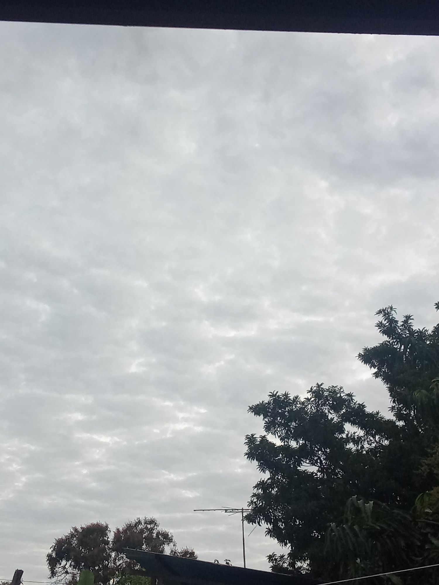 The image shows a cloudy sky above Juan Griego, Venezuela. The cloud cover appears to be altocumulus, forming a textured pattern. A tree with dark green foliage occupies the right side of the frame, while another tree, with reddish foliage, is visible on the left. An antenna is also visible near the center of the frame.