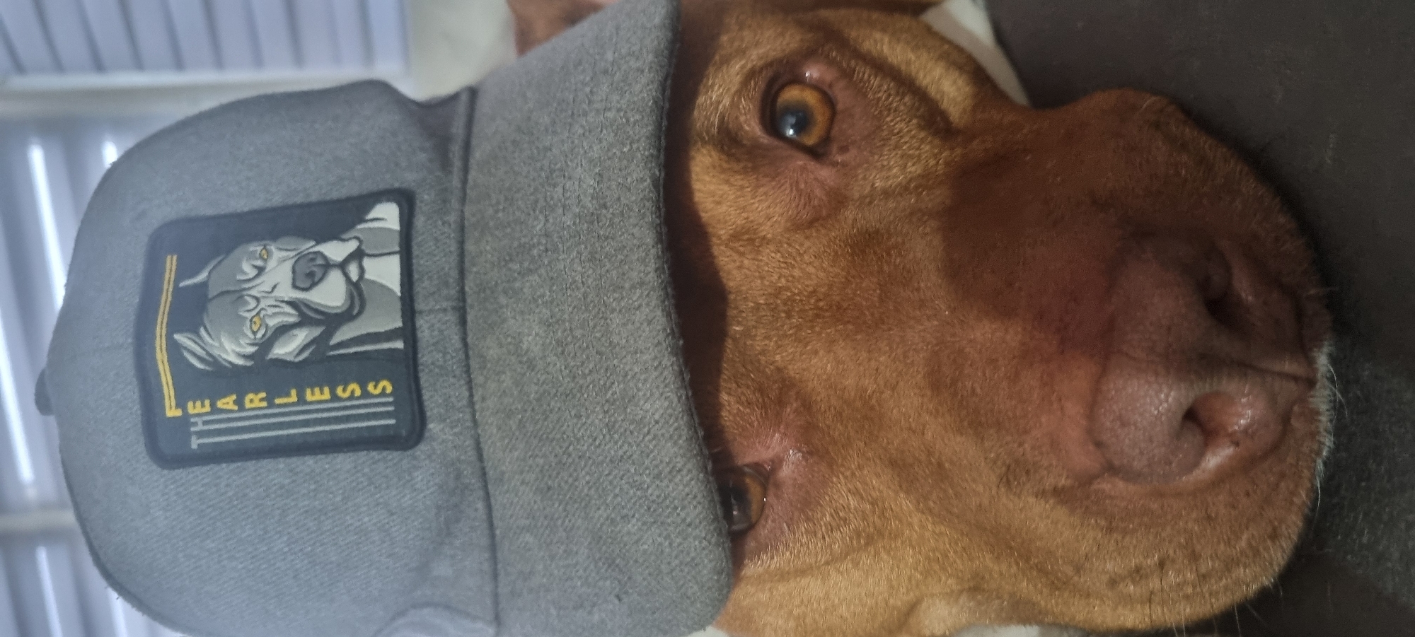 A close-up photograph shows a reddish-brown dog wearing a gray hood. The hood has a patch on it depicting a dog's face, with the word "FEARLESS" written vertically alongside it in yellow. The dog's head is angled, and its face is prominent, with a visible eye. The dog rests on a dark surface. The setting or location is not discernible from the image.