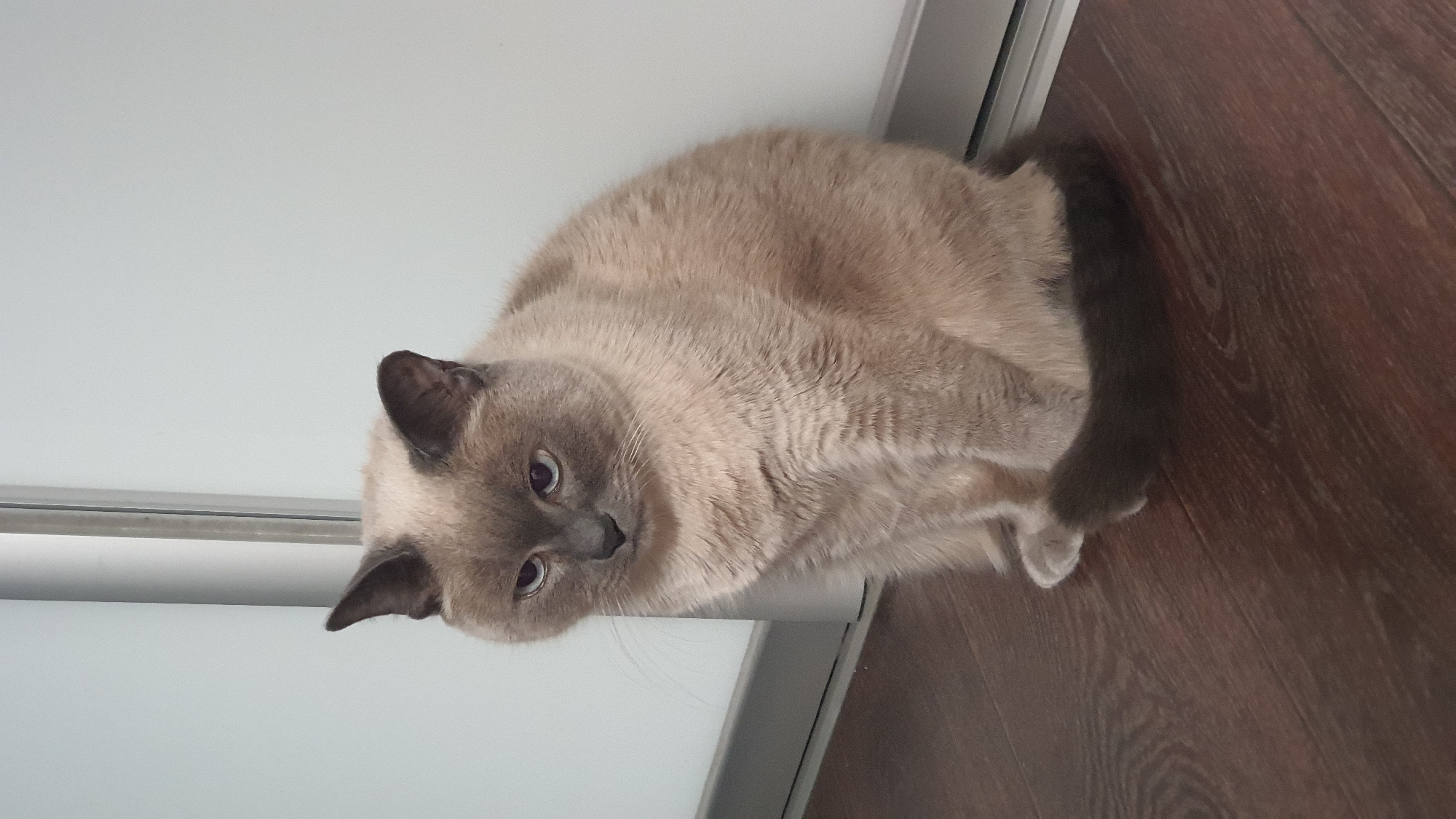 A domestic shorthair cat with light brown fur and dark points is sitting on a dark wooden floor. The cat is facing slightly to the left, with its body mostly turned towards the camera. Its eyes are a pale blue. The background consists of a light-colored wall with a thin, vertical silver pole or door frame on the left. The scene appears to be indoors, likely in a residential setting. There are no people or other animals present. The lighting is soft and diffused. The image is taken from a slightly elevated perspective.