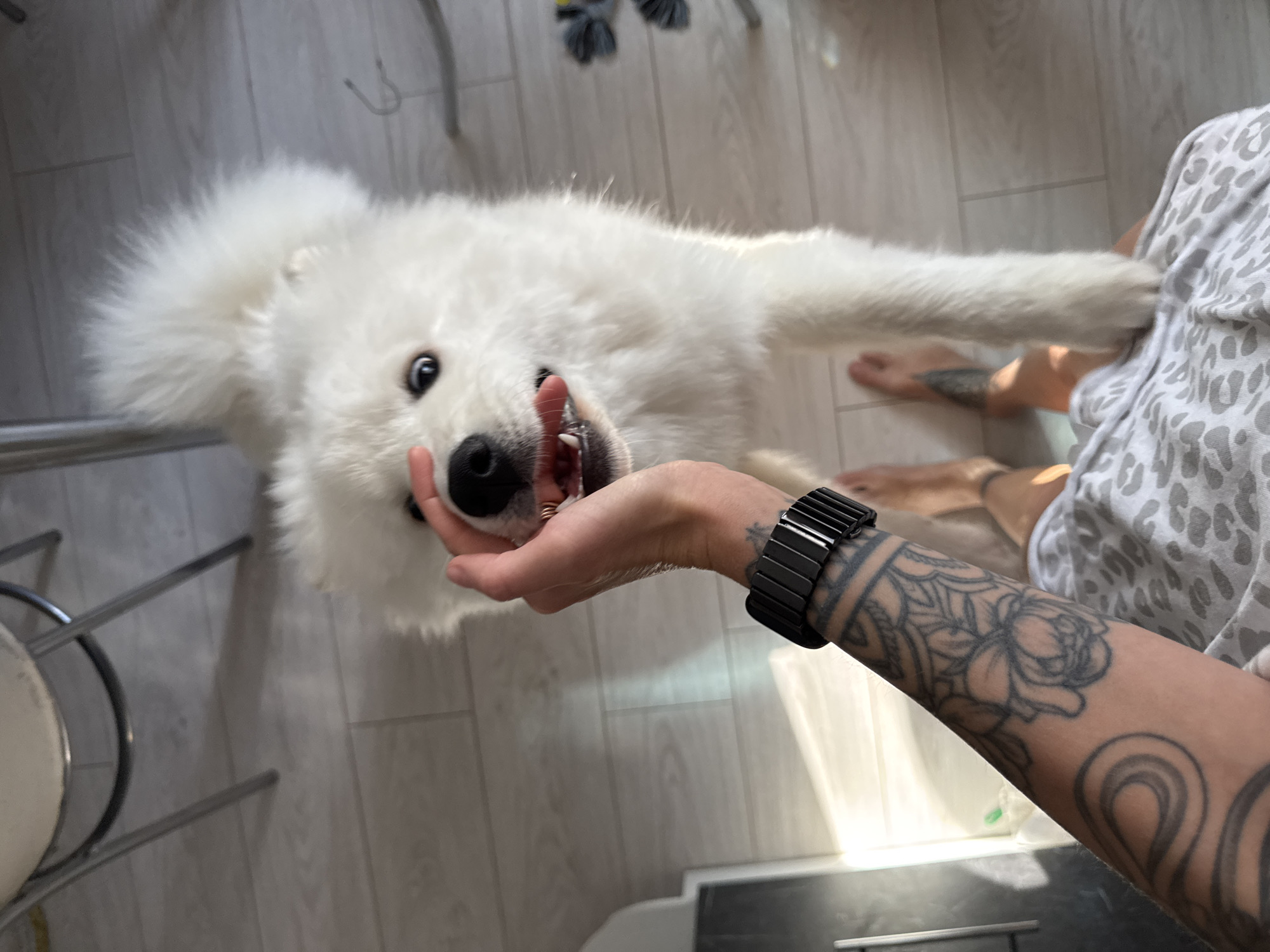 A photograph taken indoors shows a person interacting with a Samoyed dog. The person, whose lower body and arm are visible, is wearing a white and grey animal print shirt and has a black, metal wristwatch on their arm, which is heavily tattooed with floral and swirling patterns. The person's right hand is positioned near the dog's mouth. The dog is a medium-sized, white Samoyed, with its head tilted back and its mouth open. The setting appears to be a room with light-colored, wood-patterned flooring. In the background, there's a partial view of a chrome chair with a white seat and some indiscernible dark objects on the floor. The image suggests an interaction between a person and their pet dog in a domestic setting. There is no information available to confirm this photo was taken in Chaikovsky, Russia.