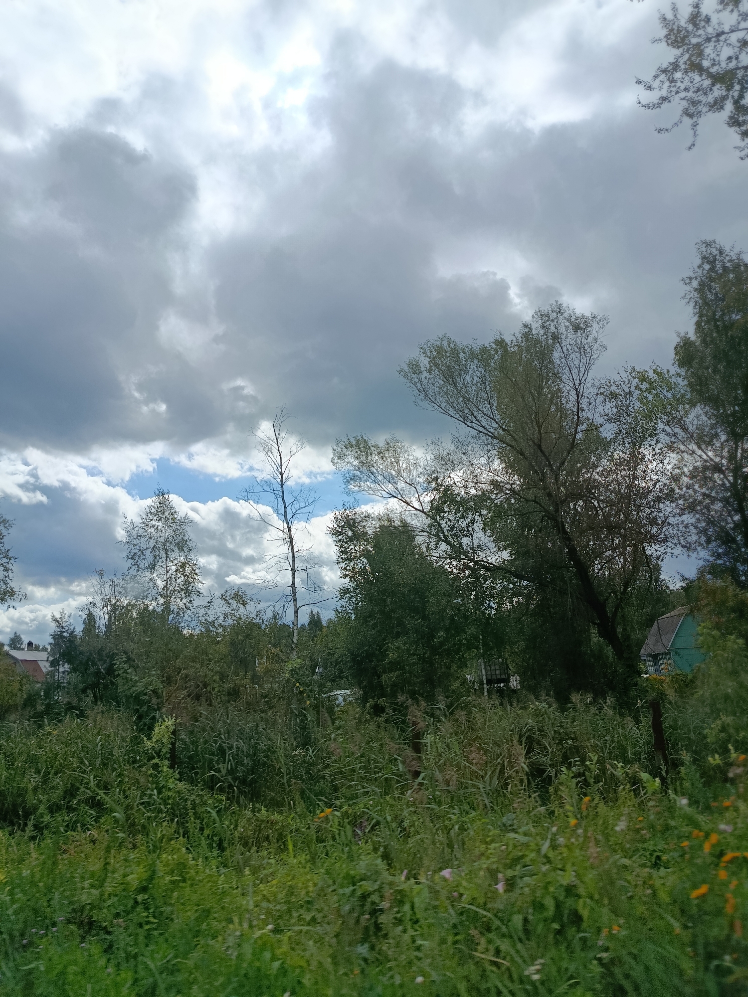 The image depicts a cloudy sky over a lush, overgrown natural landscape. The scene is dominated by dense green foliage, including tall grasses and trees. In the background, two houses are partially visible. One house, on the left, has a reddish-brown roof. Another house, to the right, is painted green and features a dark roof. A bare tree, with no leaves, stands prominently in the mid-ground, contrasting with the surrounding greenery. The overall impression is of a rural or semi-rural environment in Snopok Novyi, Russia.