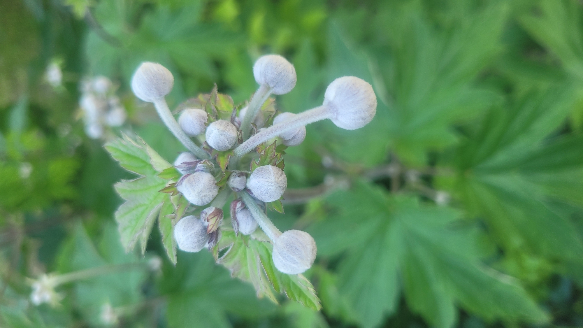 The image shows a close-up, top-down view of a cluster of fuzzy, pale purple flower buds against a blurred green background of leaves and foliage. The buds are spherical or slightly oval and covered in fine, soft hairs, giving them a velvety appearance. They are attached to slender, hairy stems that branch out from a central point. Some of the buds are tightly closed, while others are slightly elongated, with one bud in particular appearing to stretch outwards on a long, thin stem. Small, green leaves with serrated edges are visible amongst the buds, some tinged with brown at the tips. The overall impression is of a plant in the early stages of blooming, with delicate and undeveloped flowers. The lighting suggests it is daytime, likely outdoors, given the natural foliage. The shallow depth of field blurs the background, focusing attention entirely on the intricate details of the flower buds. No text is visible in the image.