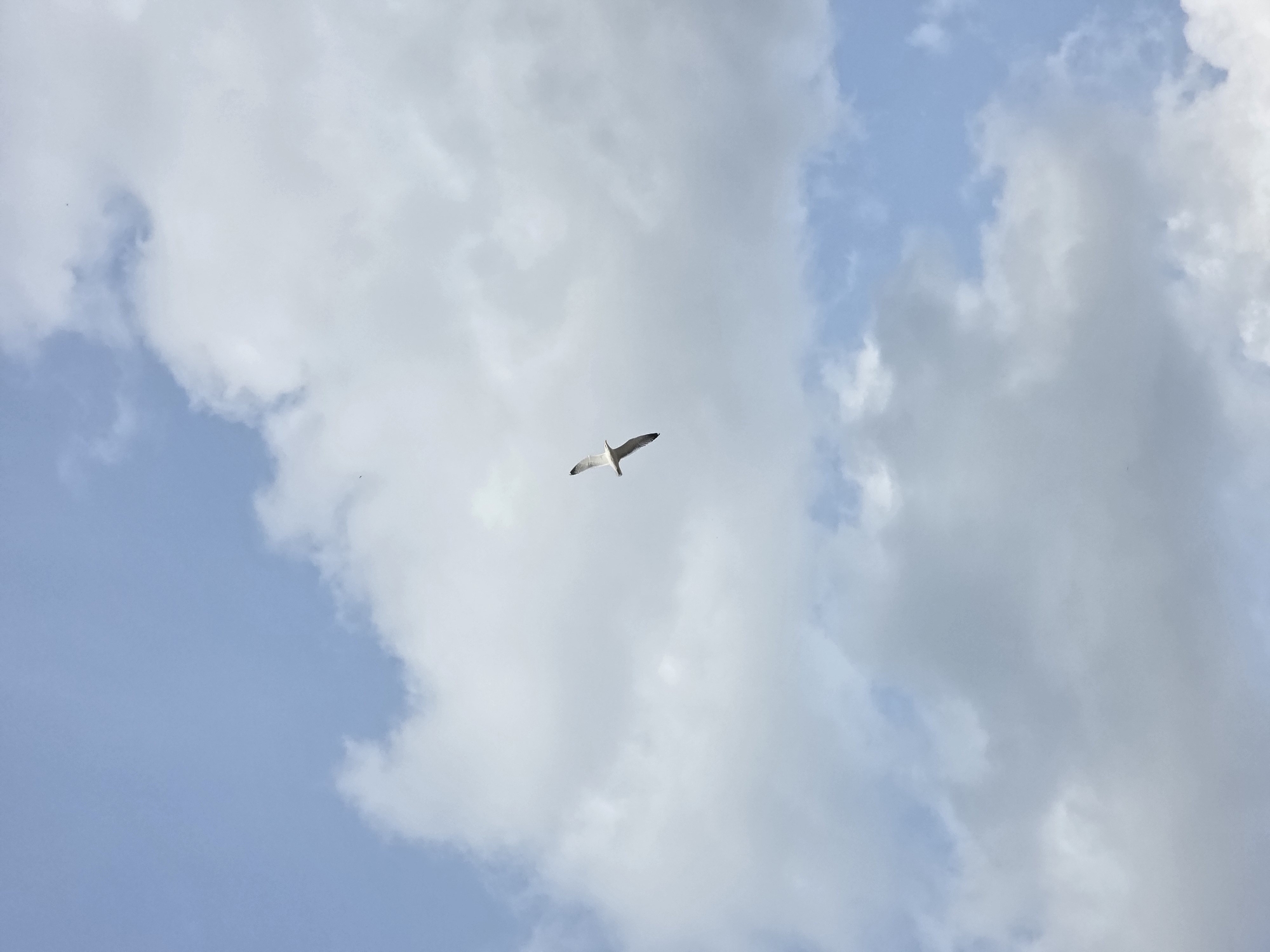 A lone gull flies against a backdrop of cumulus clouds and blue sky. The location is Chaikovsky, Russia.