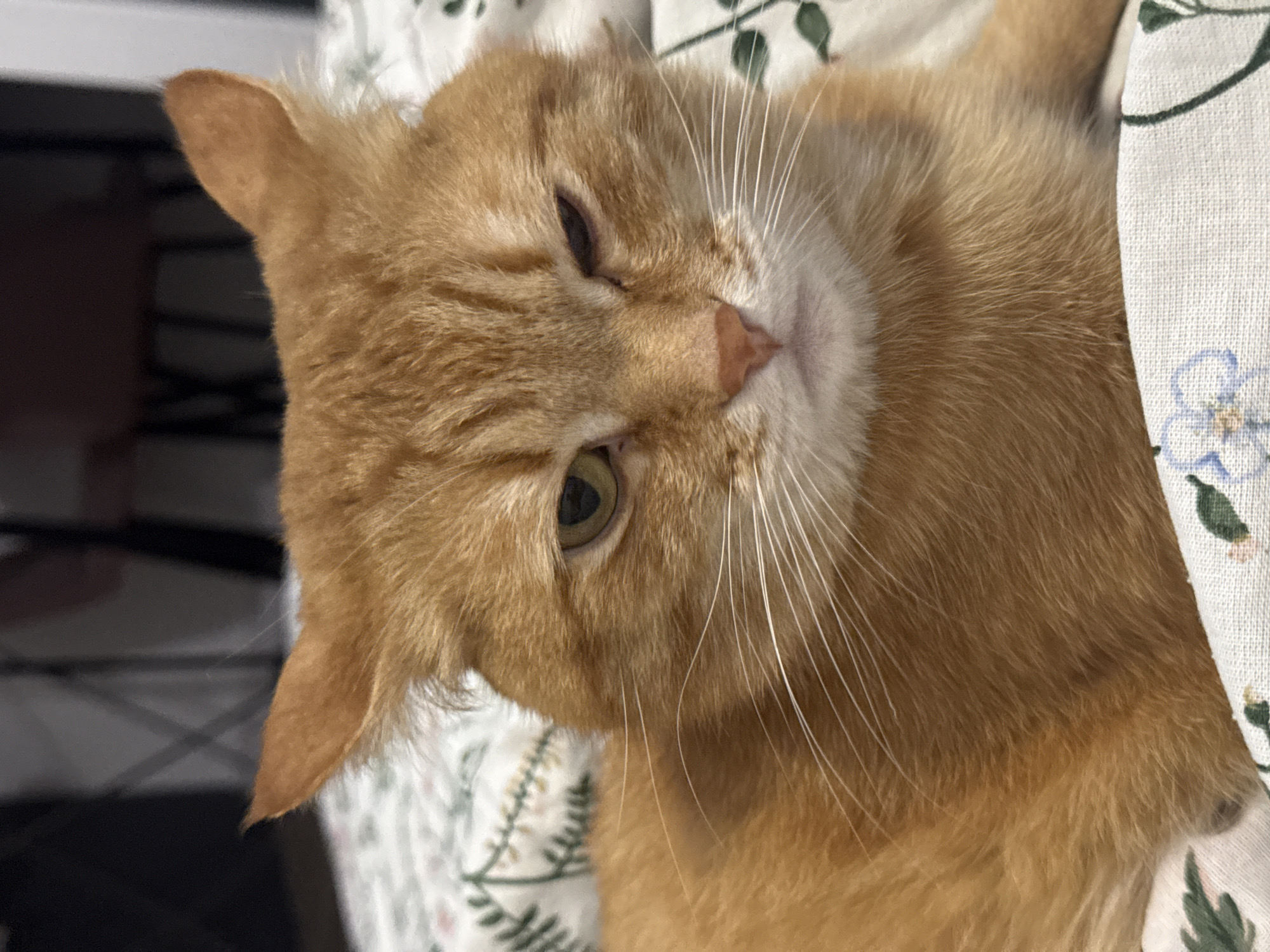 A close-up, angled shot features an orange (ginger) cat resting comfortably indoors. The cat's head and a portion of its body fill the frame, with its gaze directed towards the viewer. Its fur is a warm, golden-orange hue, complemented by lighter cream-colored fur on its muzzle and under its chin. Prominent white whiskers extend from its cheeks. One eye is partially open, revealing a striking olive-green iris, while the other eye is mostly closed, suggesting sleepiness or deep relaxation. A small, pinkish nose is clearly visible. The cat's ears are slightly perked.
The cat appears to be lying on or nestled against a light-colored fabric, possibly a duvet or pillow, which is adorned with a delicate pattern of green leaves and subtle light blue or purple flowers. This patterned fabric is visible on the right side and behind the cat's head. To the left, the background is dark and blurred, hinting at unseen furniture or a wall within a domestic setting. The lighting is soft and even, highlighting the texture of the cat's fur and conveying a peaceful atmosphere. The cat's posture and partially closed eyes evoke a sense of contentment and calm. No text is visible in the image. The scene portrays a typical relaxed moment for a pet in a home setting.