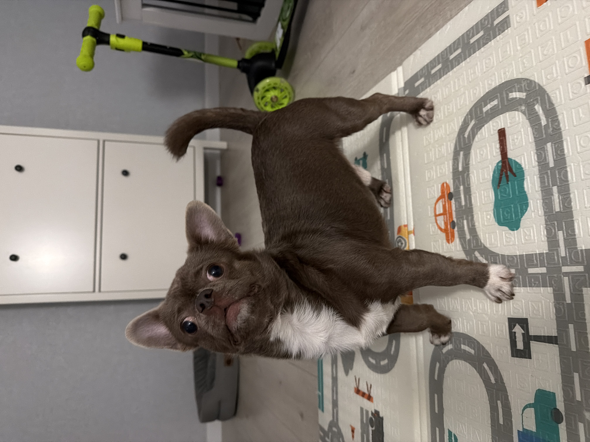 A small, brown and white dog lies on its back or side on a patterned playmat in an indoor setting. The dog has short, chocolate brown fur with a prominent white chest and white markings on its paws. Its large, dark eyes are fixed on the camera, and its tongue is slightly out, conveying a curious and playful expression. Its ears are perked up.
The playmat, which covers part of a light-colored floor, features a vibrant design with grey roads, orange and blue cartoon cars, and green trees. The mat's surface also displays embossed patterns resembling numbers like "1," "2," "3," and letters such as "M," "N," along with an arrow symbol on one of the road segments.
In the background, a bright green and black scooter is visible, leaning against a wall or furniture. Below the scooter, there are white modular storage cabinets or drawers, each with a dark circular handle. The wall behind the cabinets is a plain light grey. A grey object, possibly a pet bed or toy, is partially visible on the floor near the cabinets. The scene suggests a domestic environment, likely a child's play area, well-lit by interior lighting.