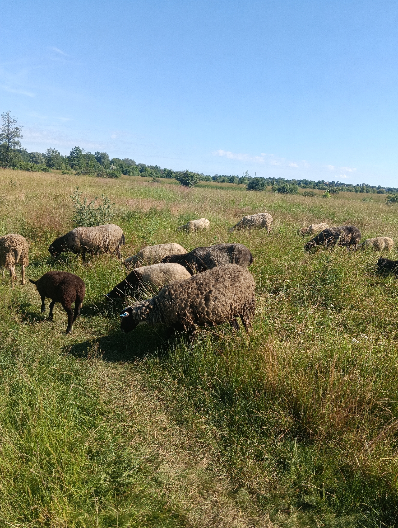 A flock of sheep graze in a field of tall, dry grass under a clear blue sky. The sheep are of various colors, including white, brown, and black. Some of the sheep are in the foreground, while others are further back in the field. Trees and vegetation are visible in the distance. The sun is shining, casting shadows on the grass.