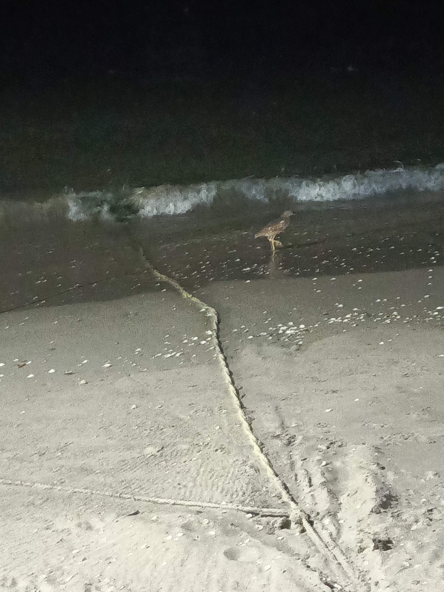 A night scene at a beach in Juan Griego, Venezuela shows a shorebird standing at the edge of the water. The beach is sandy with a darker, wet portion closer to the water, where small white shells are visible. A rope or thin line stretches from the lower part of the image diagonally towards the water. The water has small waves with white foam at their crests, and the ocean extends into a dark, unclear background. The lighting suggests it is nighttime. The shorebird appears brown with longer legs.
